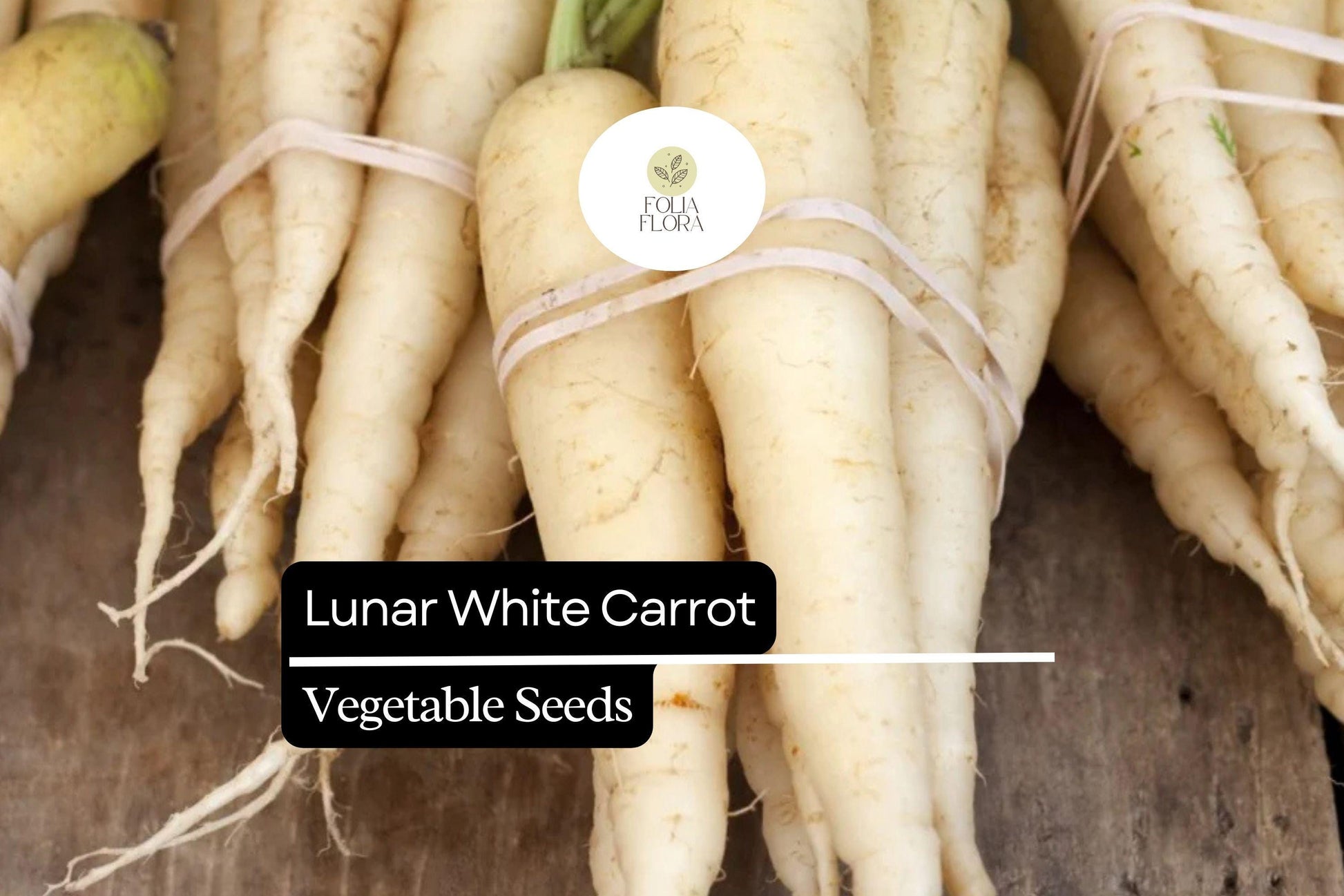 Lunar White Carrot Seeds - 1000+ Heirloom Vegetable Seeds, Daucus carota subsp. sativus ‘Lunar White’, Unique White Roots
