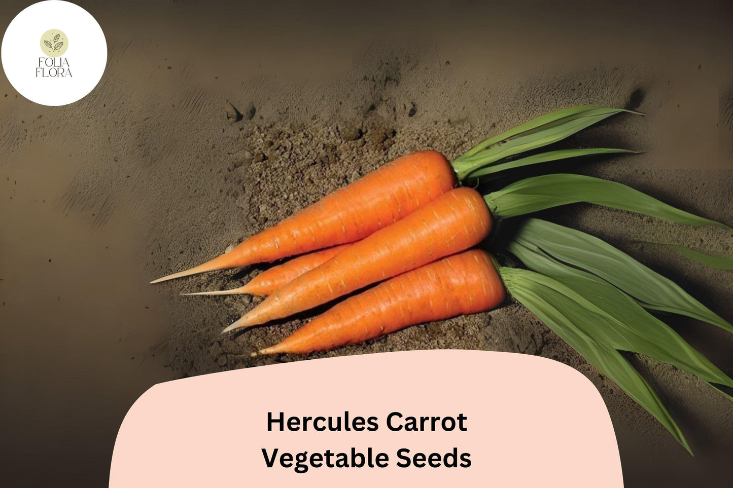 Hercules Carrot Seeds - 1000+ Heirloom Seeds for Sweet, Thick Roots - Daucus carota subsp. sativus 'Hercules' - Adaptable Soil