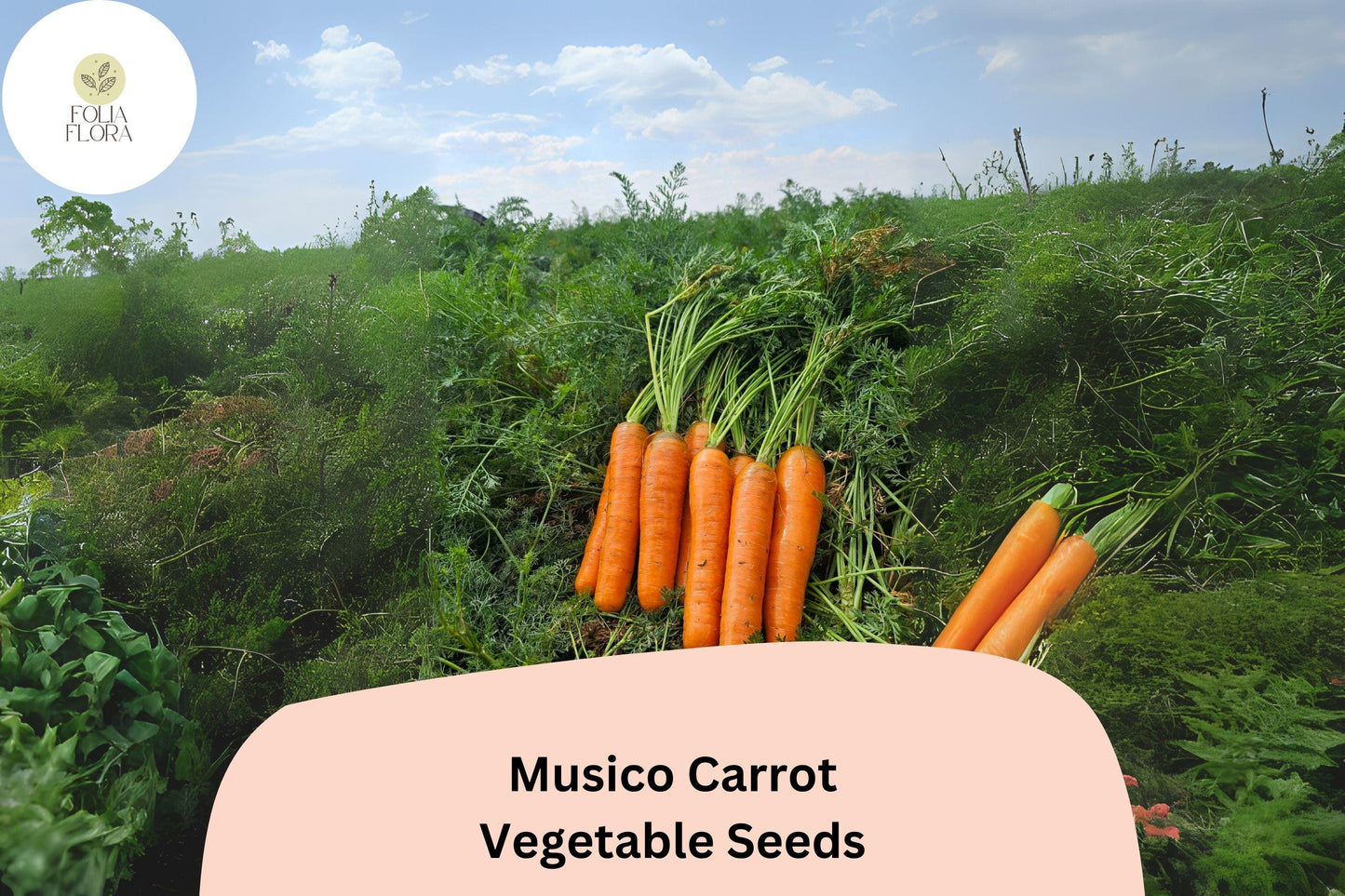 Musico Carrot Seeds - 1000+ Crisp Sweet Deep Orange Root Vegetable Seeds (Daucus carota subsp. sativus 'Musico') for Garden Planting