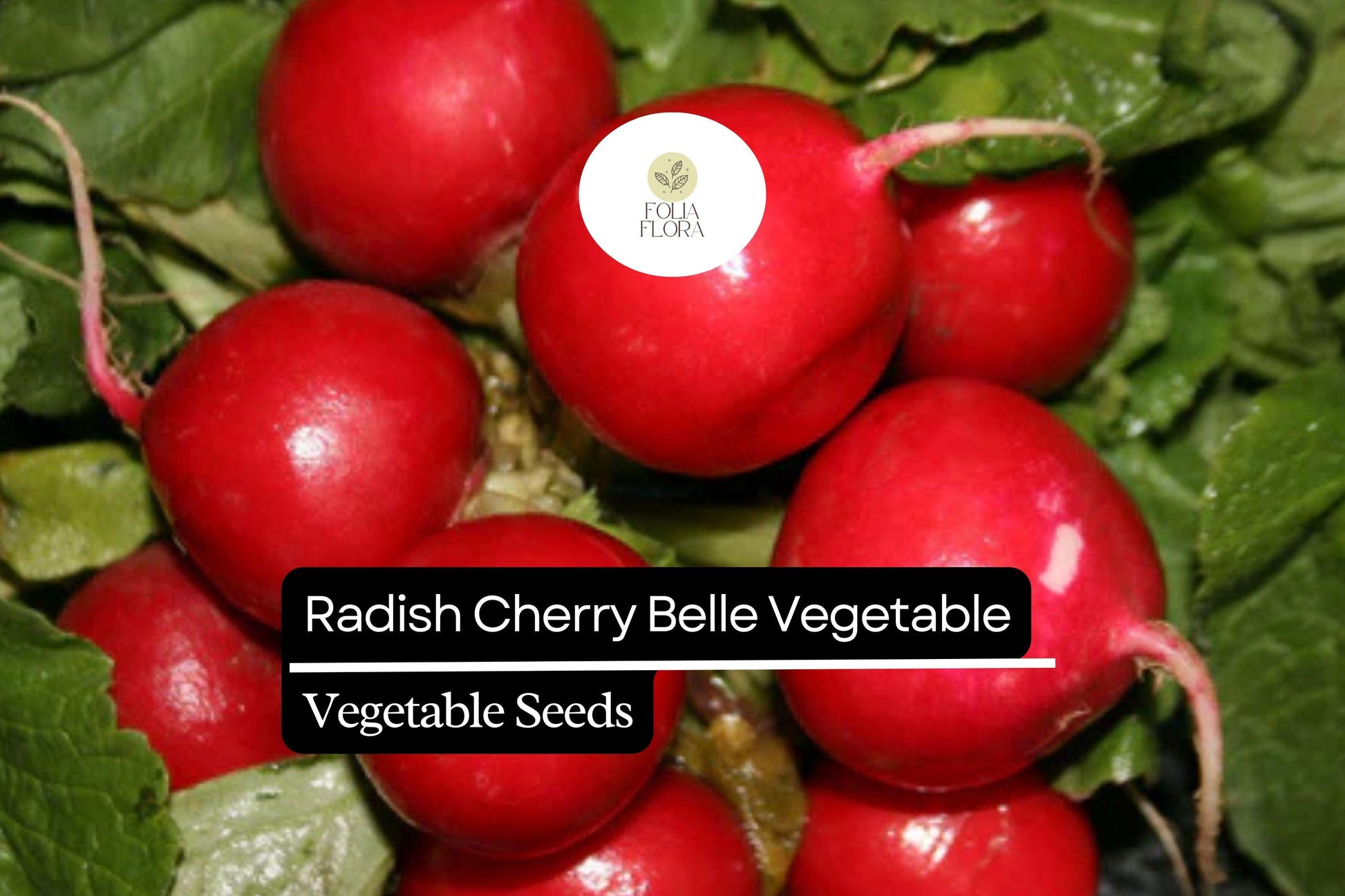 Cherry Belle Radish Seeds - 500+ Heirloom Seeds for Crisp, Round, Bright Red Roots (Raphanus sativus 'Cherry Belle')