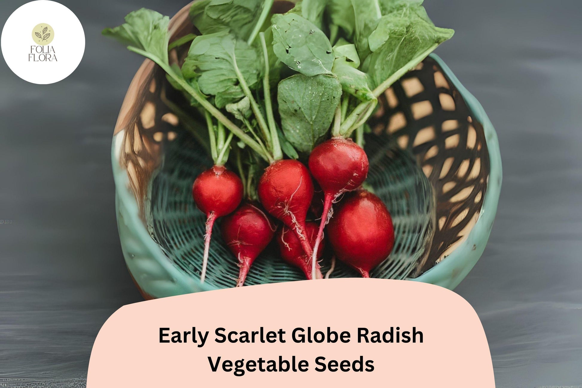 Early Scarlet Globe Radish Seeds | 500+ Heirloom Seeds | Raphanus sativus | Crisp Red Roots for Garden Planting