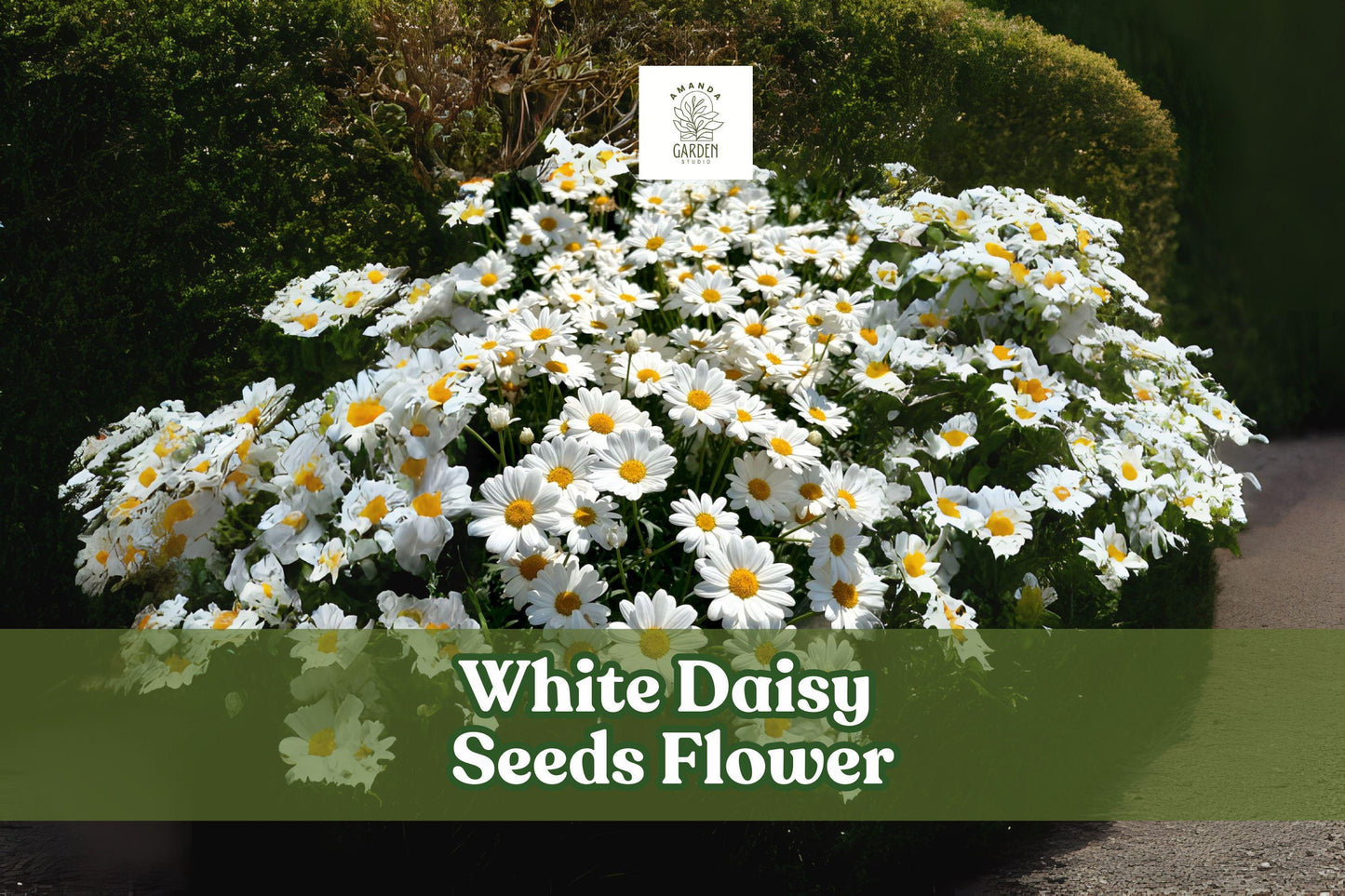 100 White Daisy Seeds - Shasta Daisy (Leucanthemum × superbum) - Easy Perennial Flowers for Garden and Bouquets