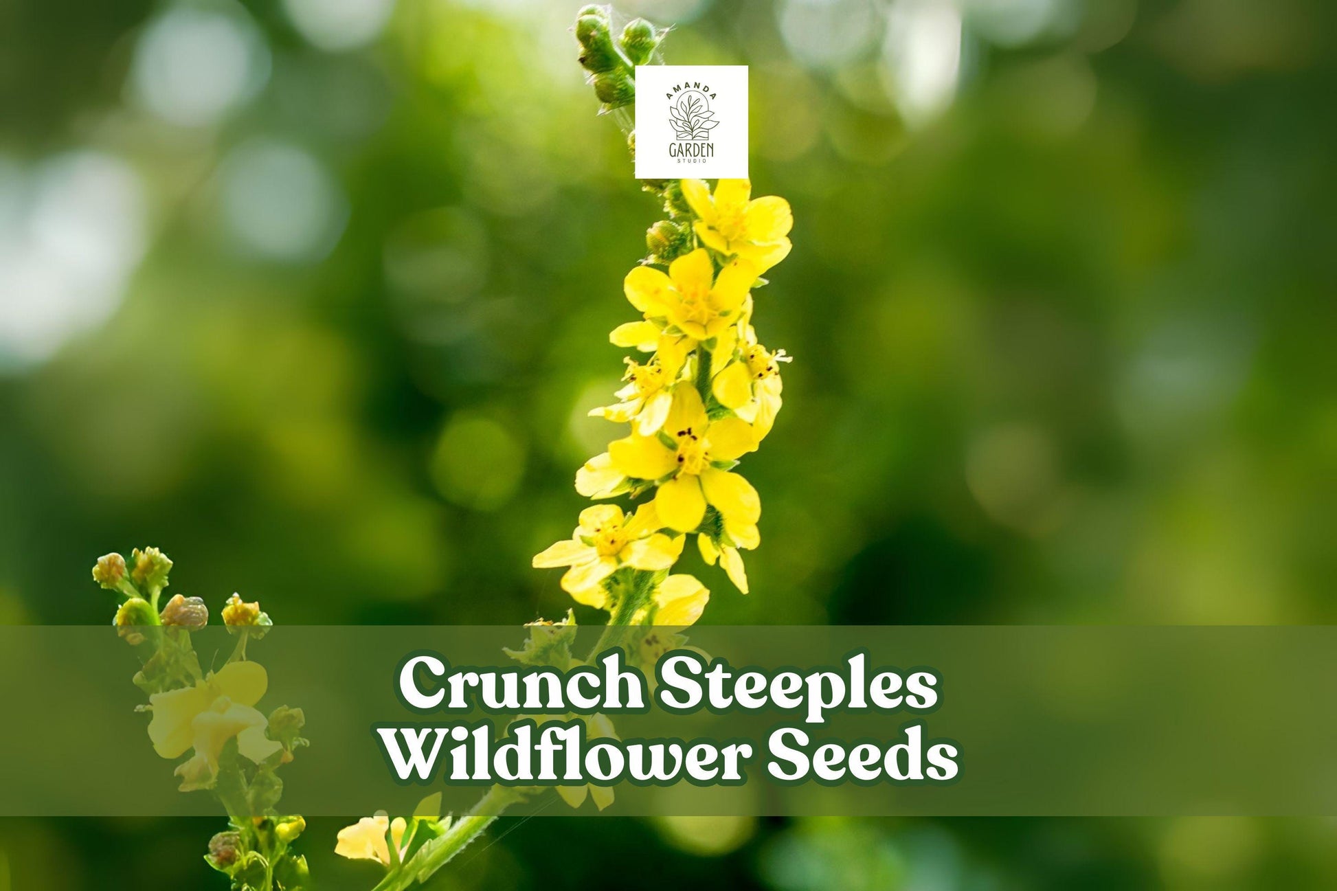 Crunch Steeples Wildflower Seeds - 100 Pack - Yellow Perennial (Agrimonia eupatoria) - Drought-Tolerant, Pollinator Friendly