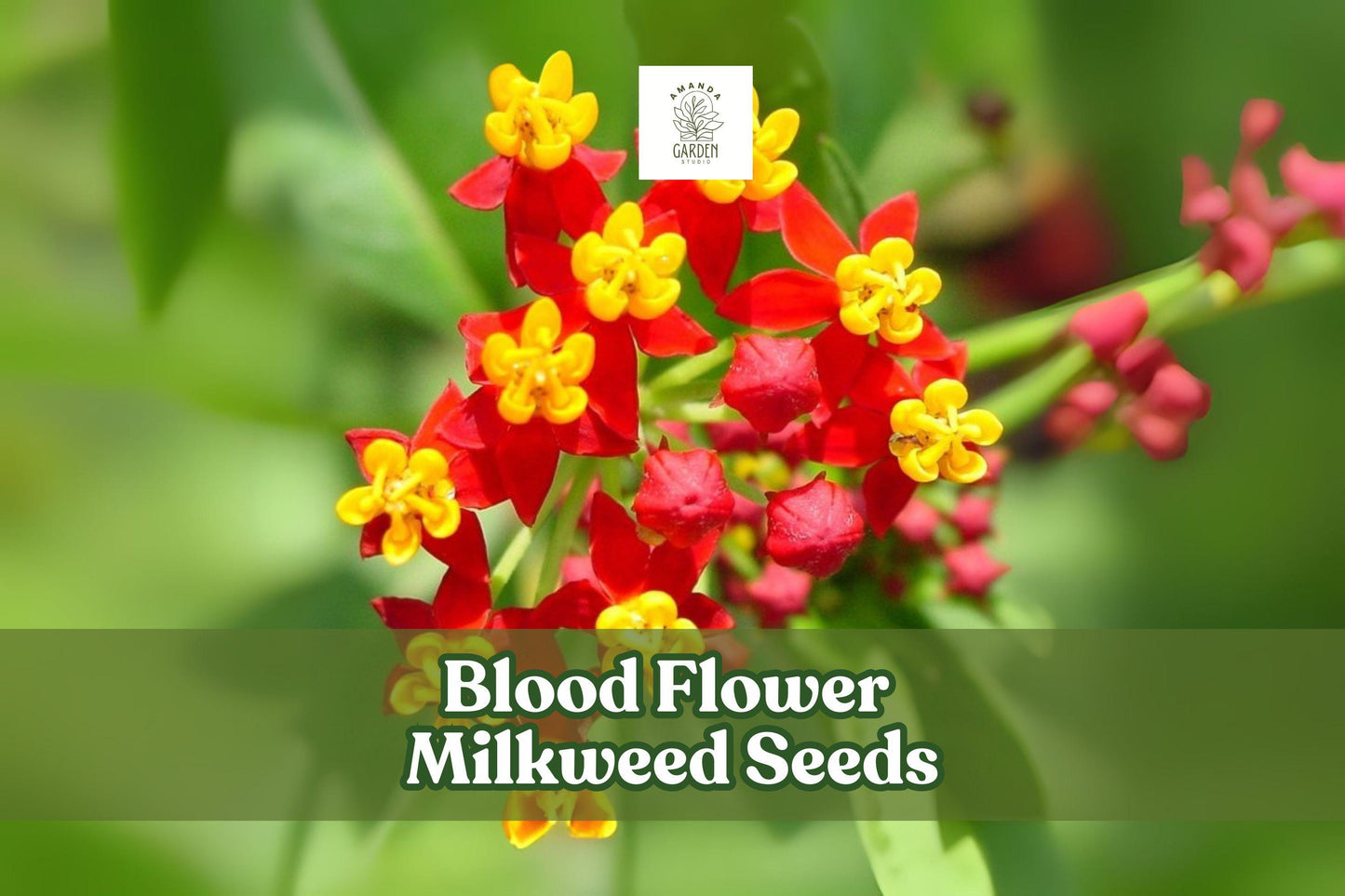 100 Blood Flower Milkweed Seeds - Asclepias curassavica - Red and Orange Tropical Milkweed - Attract Monarch Butterflies and Pollinators
