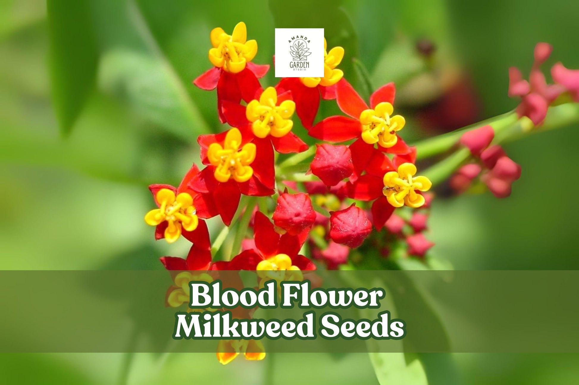 100 Blood Flower Milkweed Seeds - Asclepias curassavica - Red and Orange Tropical Milkweed - Attract Monarch Butterflies and Pollinators