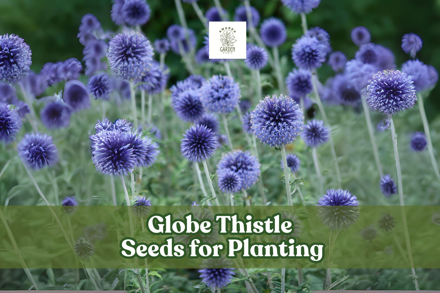 30 Globe Thistle Seeds - Blue Perennial Flowers - Echinops ritro - Drought-Tolerant & Pollinator Friendly