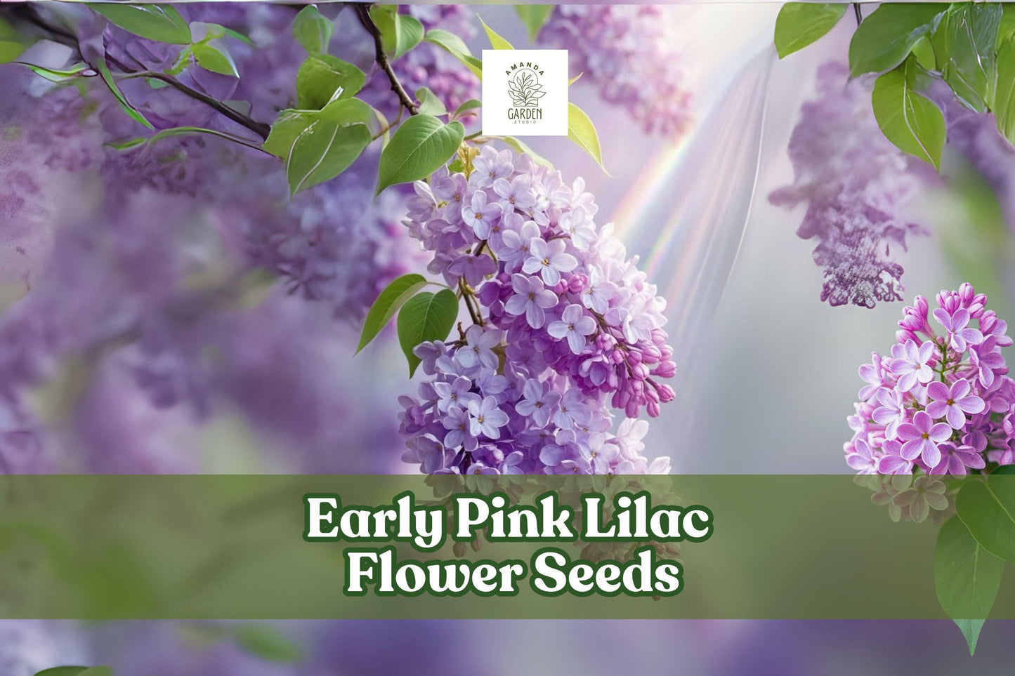 Early Pink Lilac Seeds - 100 Fragrant Blooms for Hedges, Syringa vulgaris, Pink Flowering Perennial Shrub