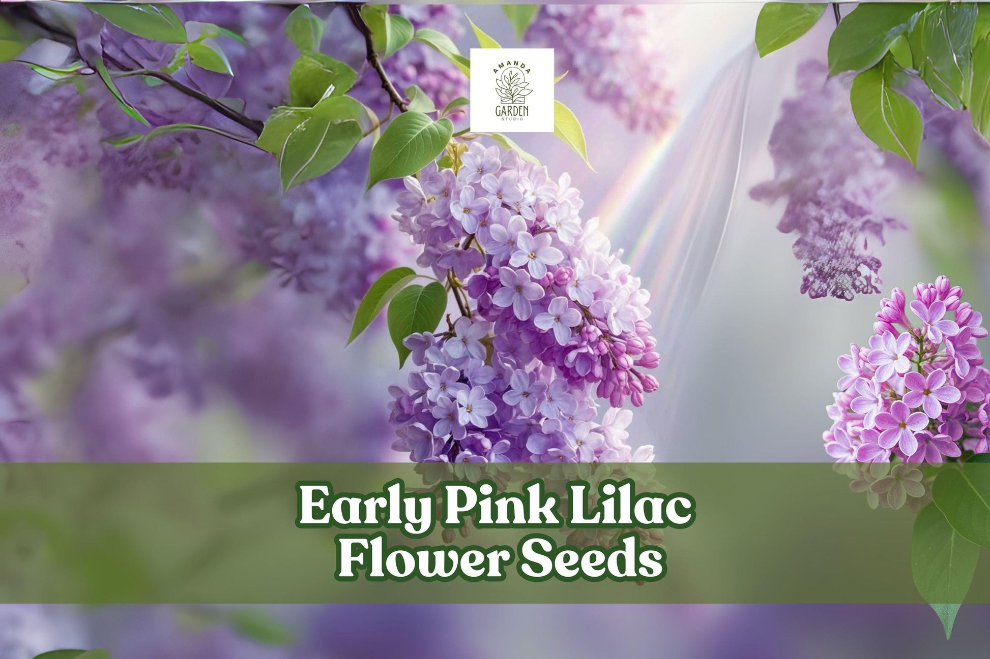 Early Pink Lilac Seeds - 100 Fragrant Blooms for Hedges, Syringa vulgaris, Pink Flowering Perennial Shrub