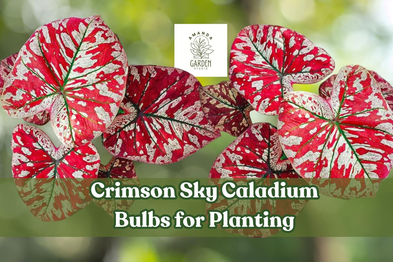 Caladium Bulbs 6-Pack | Crimson Sky Red & Green Foliage | Shade Loving Perennials | Caladium ‘Crimson Sky’