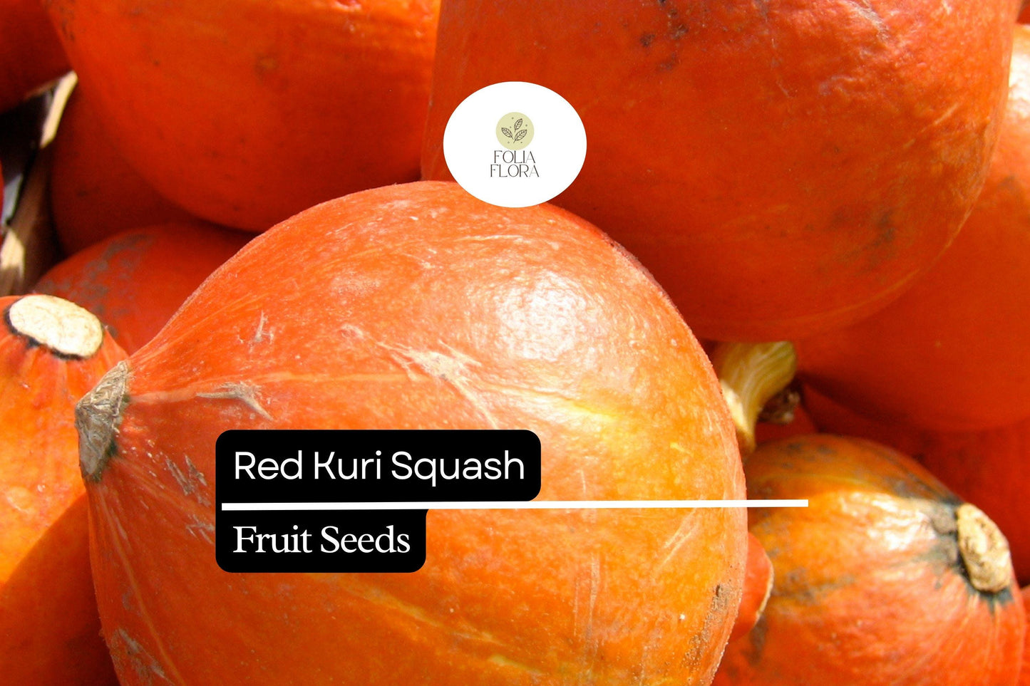 Red Kuri Squash Seeds | 25+ Heirloom Seeds | Cucurbita maxima | Reddish-Orange Skin, Sweet Flavor for Roasting & Baking