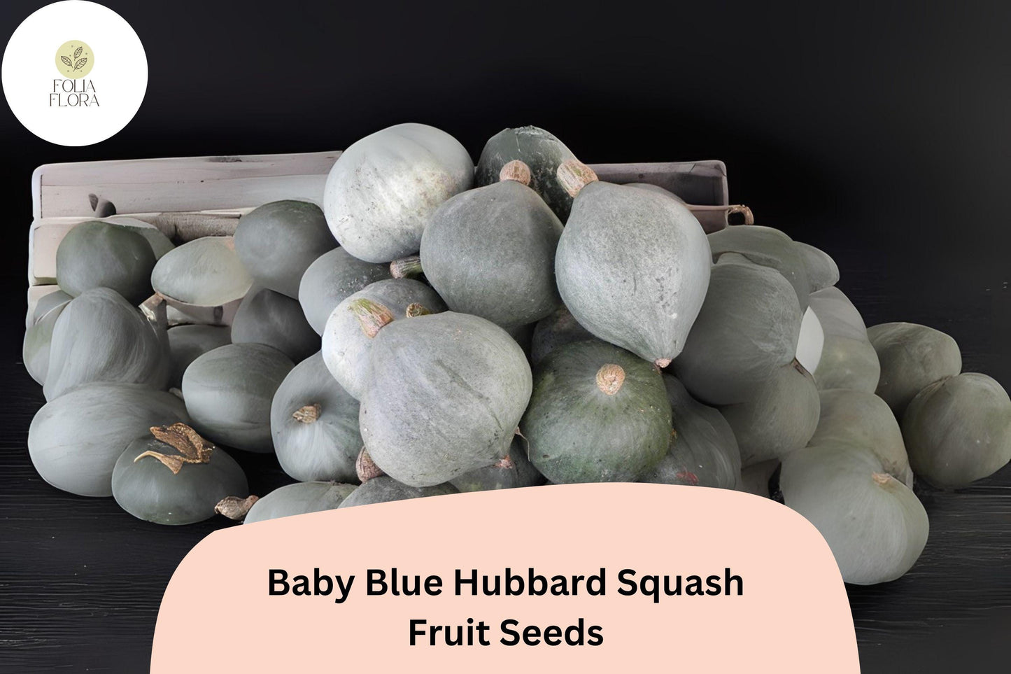 Baby Blue Hubbard Squash Seeds - 25+ Cucurbita maxima for Winter Baking & Roasting - Slate-Blue Skin, Sweet Golden Flesh