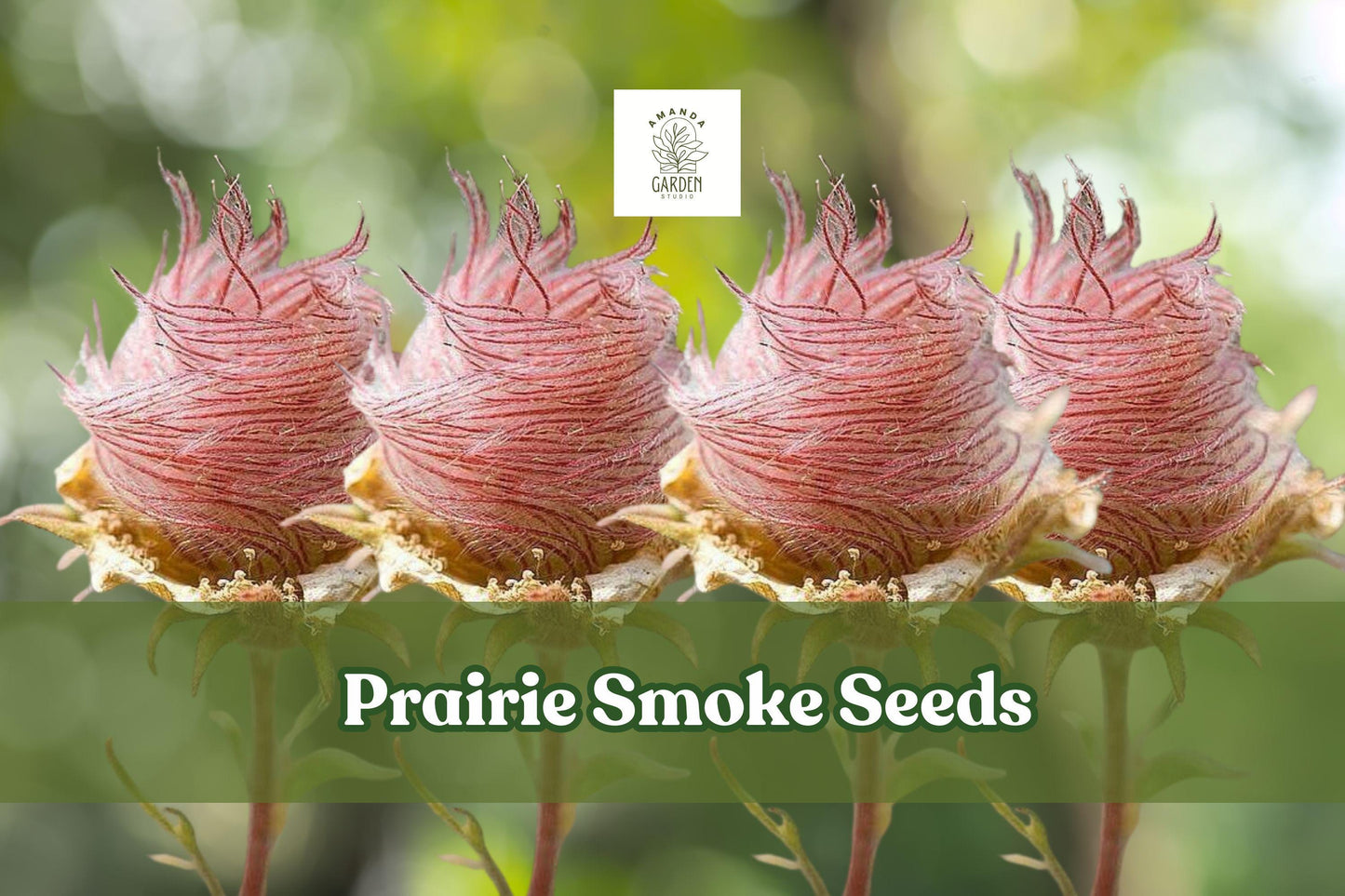 Prairie Smoke Seeds - 25 Pink Wildflower Seeds for Pollinator Gardens - Geum triflorum - Drought-Tolerant Perennial