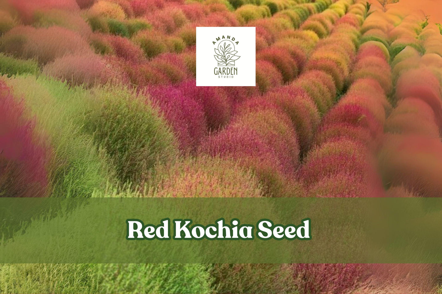 Red Kochia Seeds - 50 Count - Mexican Fire Plant - Bassia scoparia - Drought-Tolerant Annual with Fiery Red Foliage