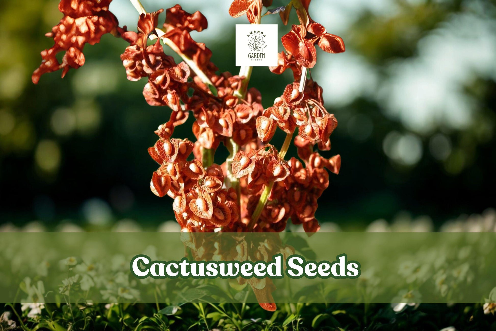 50 Cactusweed Seeds - Curly Dock (Rumex crispus) - Hardy Perennial Herb for Gardens & Wildlife Areas - Drought-Tolerant Green Foliage