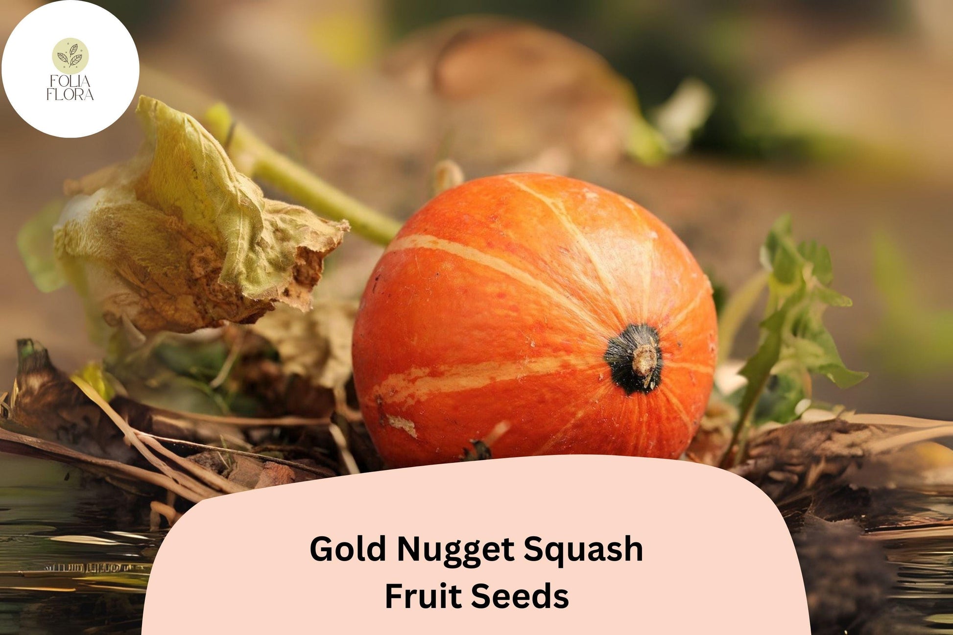 Gold Nugget Squash Seeds 25+ | Heirloom Winter Squash, Orange Fruits, Cucurbita maxima, Compact Plants for Small Gardens