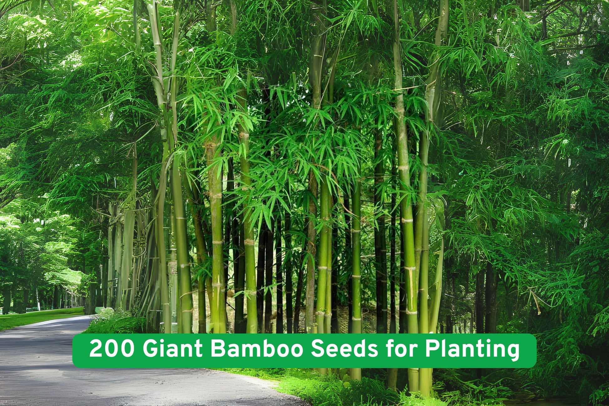 200+ Moso Bamboo Seeds | Fast Growing Privacy Screen Plant | Phyllostachys edulis | Non-GMO, Winter Hardy Variety