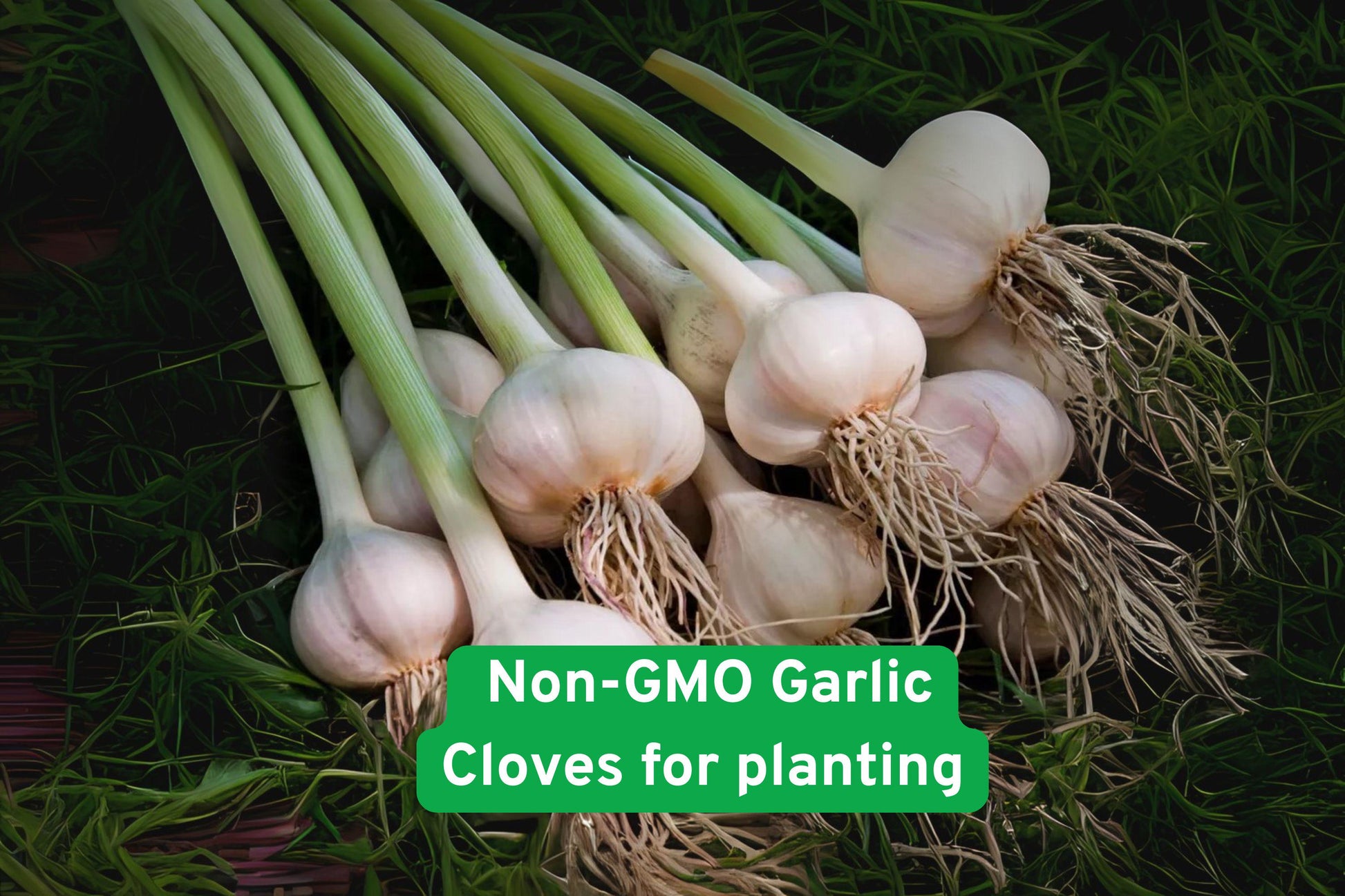 Heirloom Garlic Cloves for Planting - Non-GMO, Easy Grow, Allium sativum, Fresh Culinary Essential
