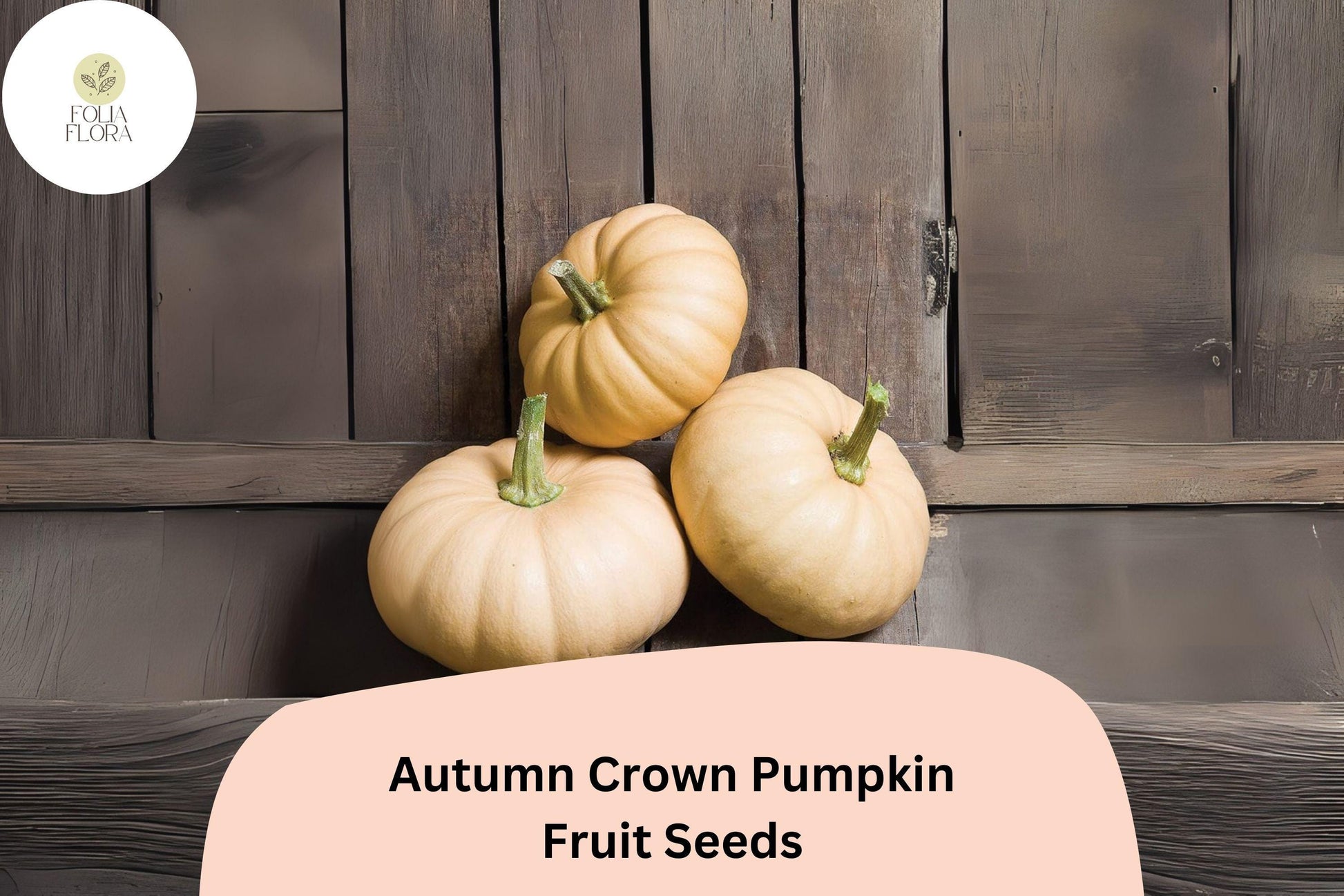 Autumn Crown Pumpkin Seeds - 25+ Premium Seeds, Cucurbita maxima, Pale Buff Skin, Sweet Nutty Flavor, Long Storage Variety