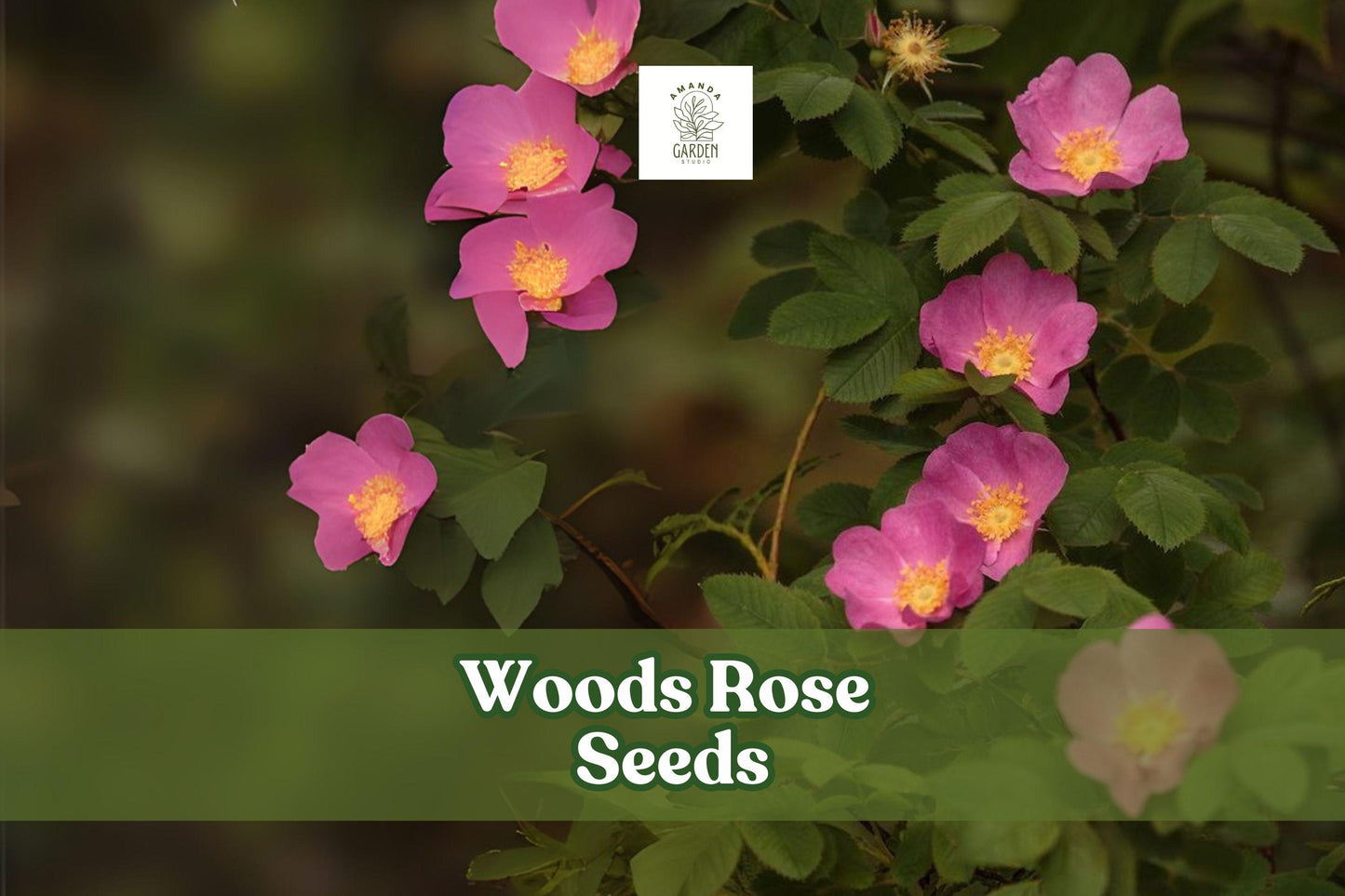 50 Woods Rose Seeds - Rosa woodsii - Hardy Pink Flowering Shrub for Gardens & Wildlife - Drought-Tolerant Perennial