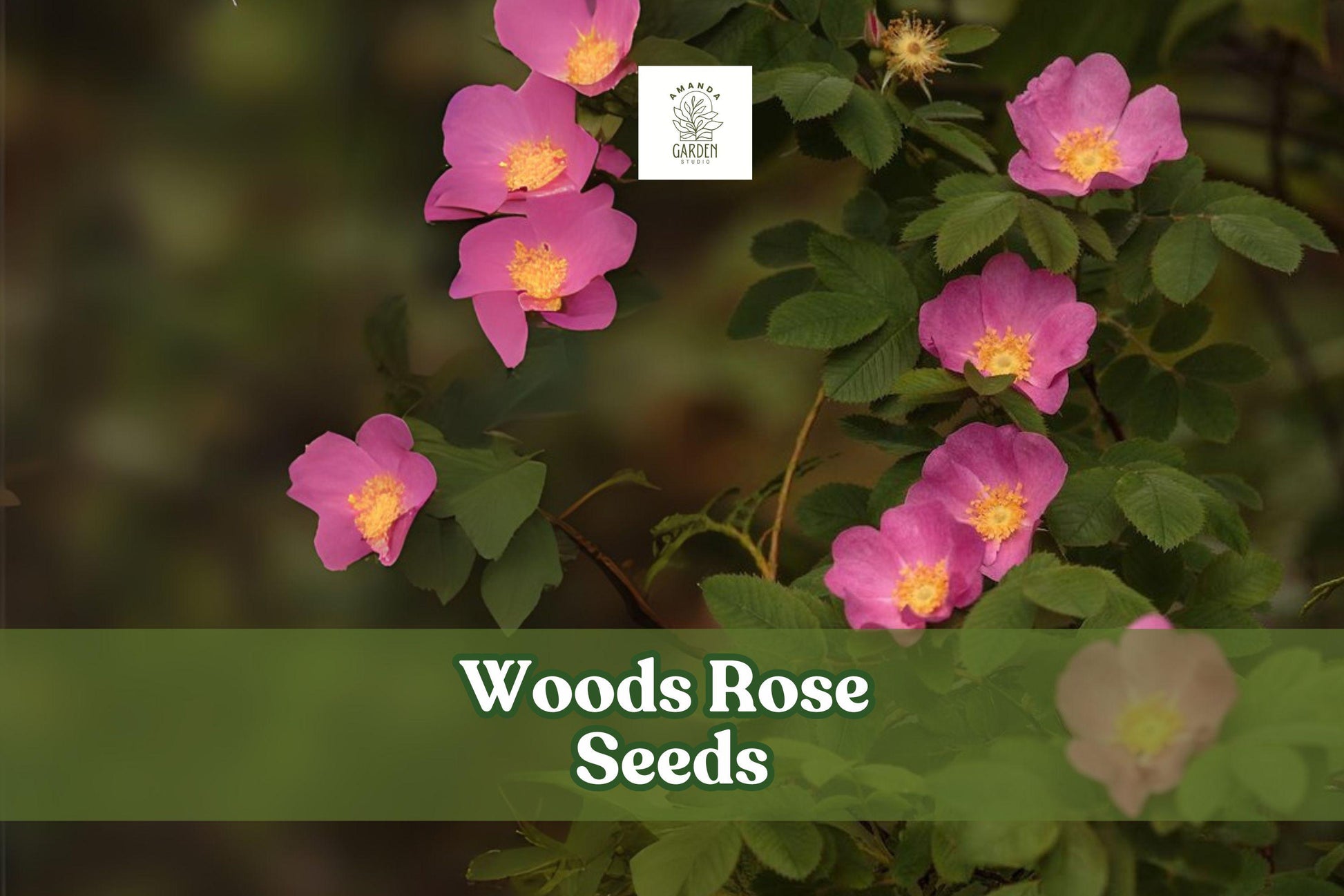50 Woods Rose Seeds - Rosa woodsii - Hardy Pink Flowering Shrub for Gardens & Wildlife - Drought-Tolerant Perennial