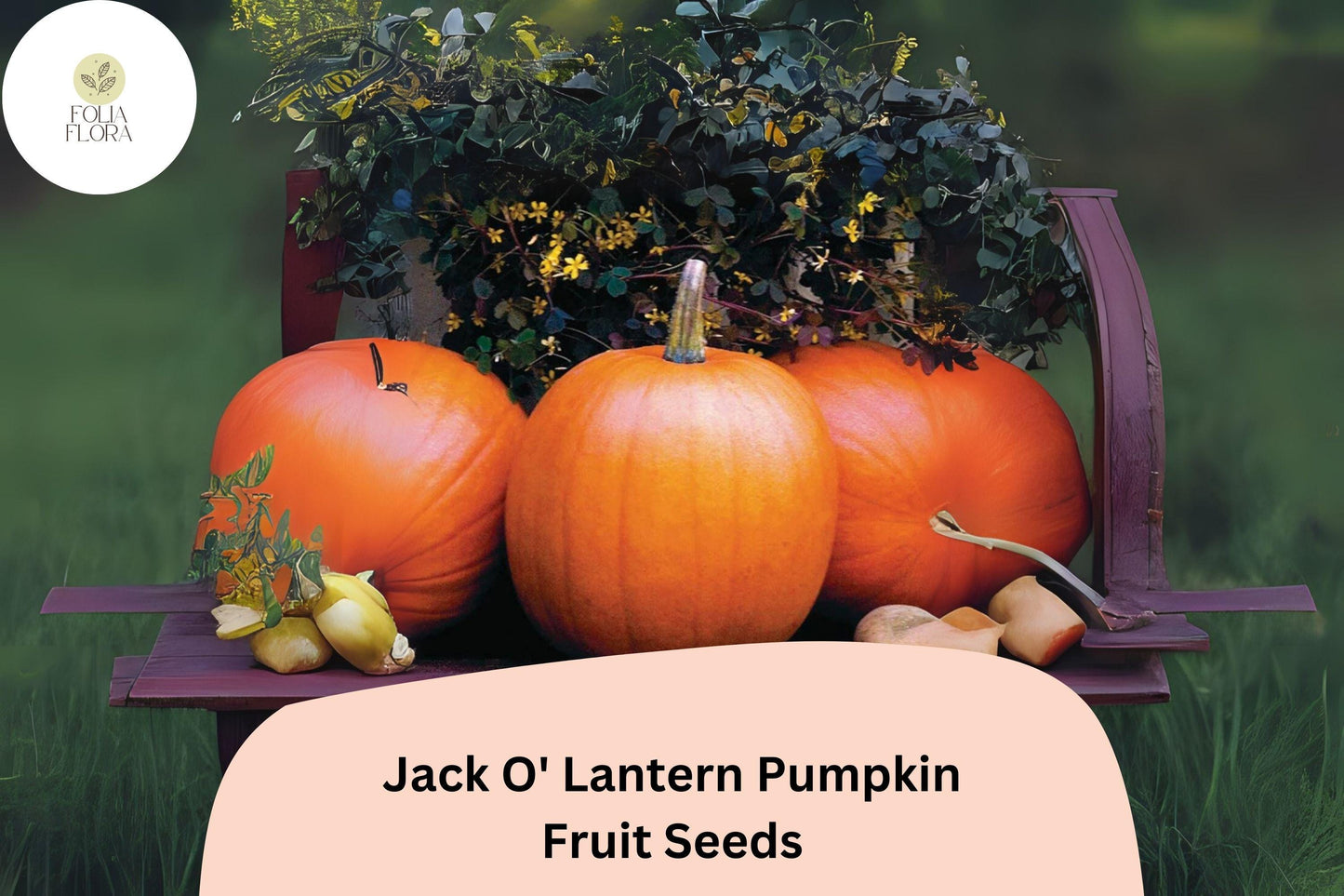 Jack O' Lantern Pumpkin Seeds | 25+ Seeds | Classic Halloween Carving | Cucurbita pepo | Edible & Decorative Pumpkins