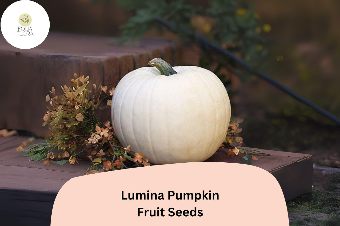 Lumina Pumpkin Seeds | 25+ Heirloom Seeds | White Skinned Variety for Fall Decor | Cucurbita maxima