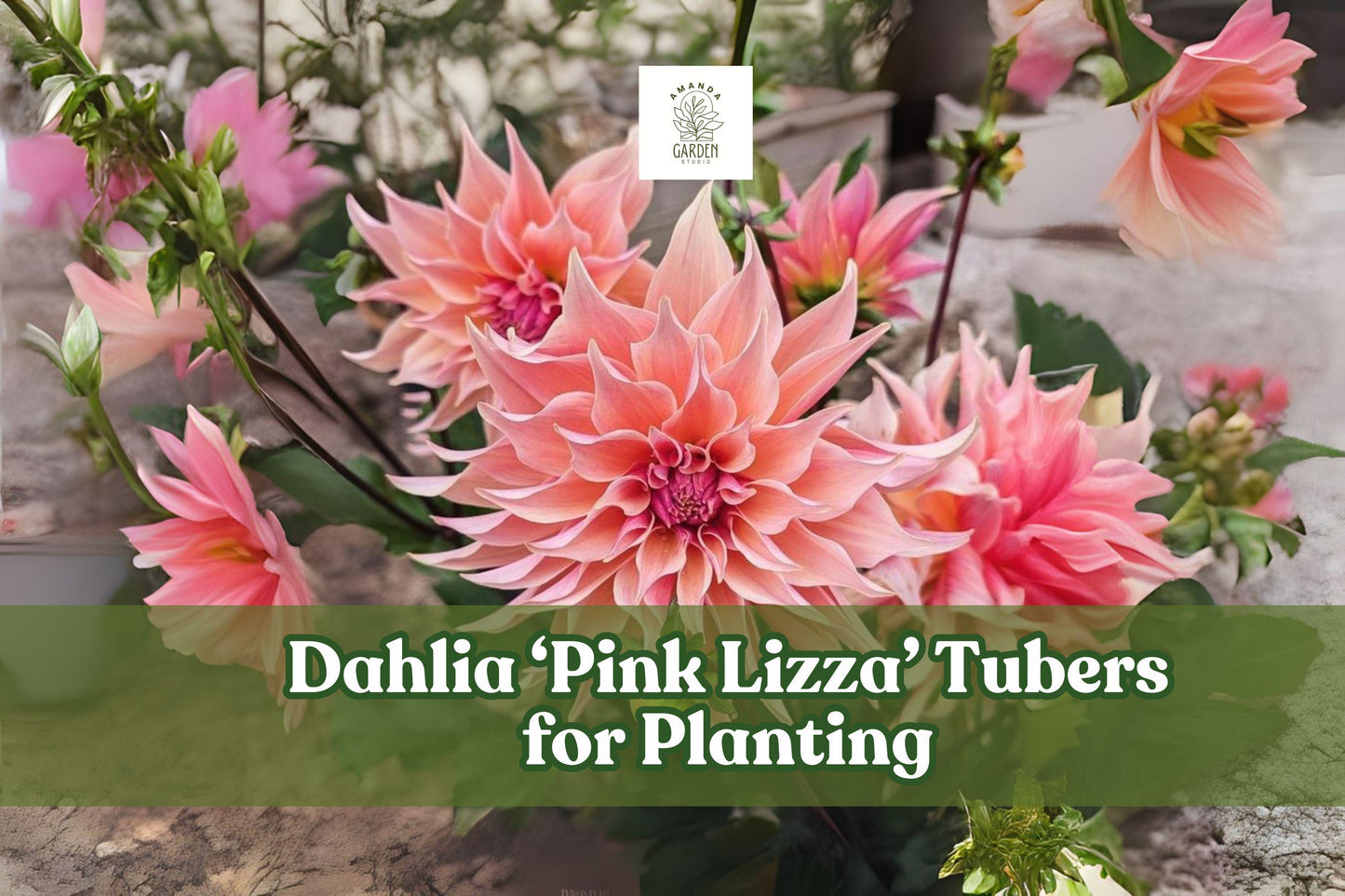 Dahlia Tubers - 3 Large Pink Lizza Tubers - Bright Pink Blooms - Dahlia 'Pink Lizza' - Perfect for Cutting Gardens and Borders