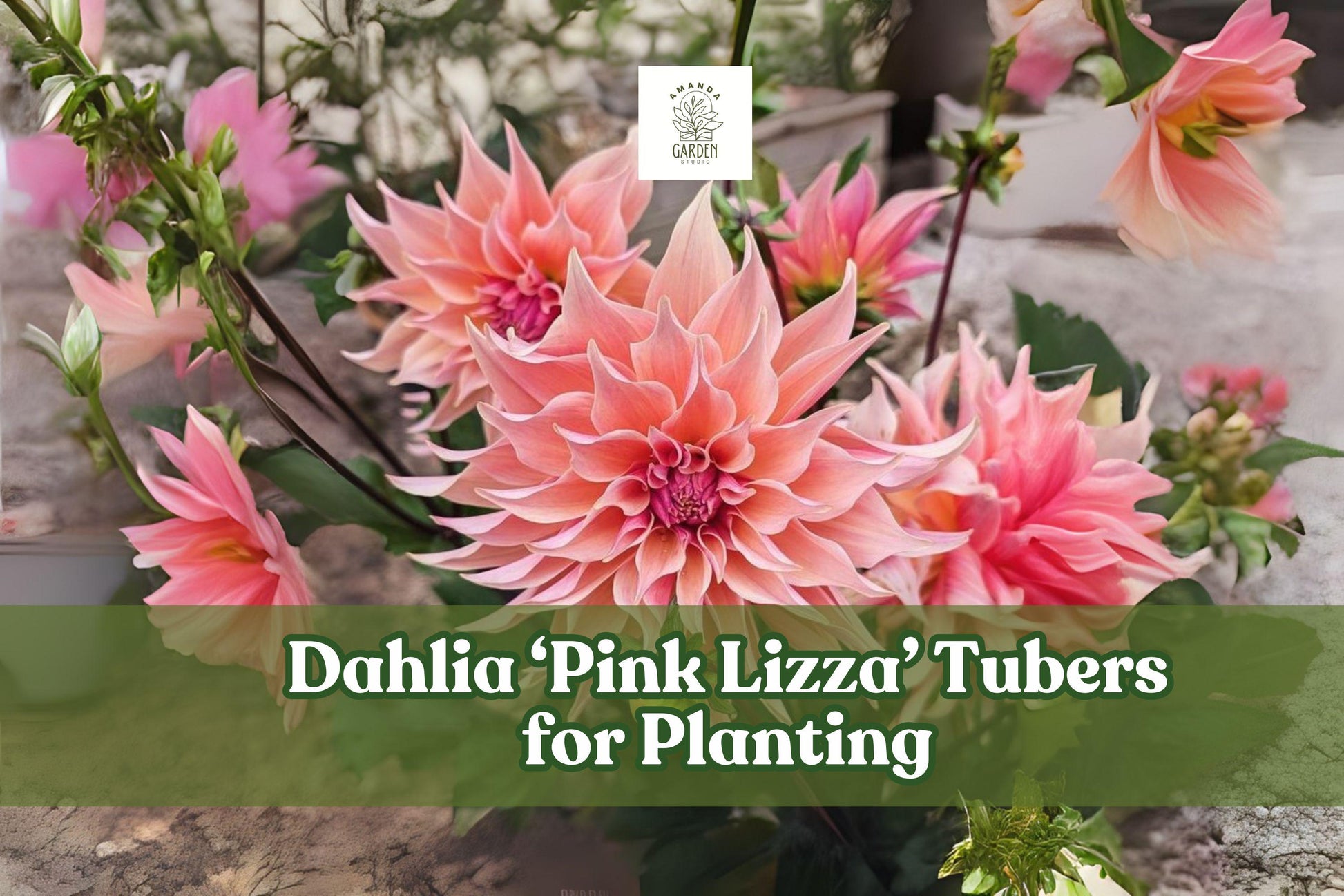 Dahlia Tubers - 3 Large Pink Lizza Tubers - Bright Pink Blooms - Dahlia 'Pink Lizza' - Perfect for Cutting Gardens and Borders