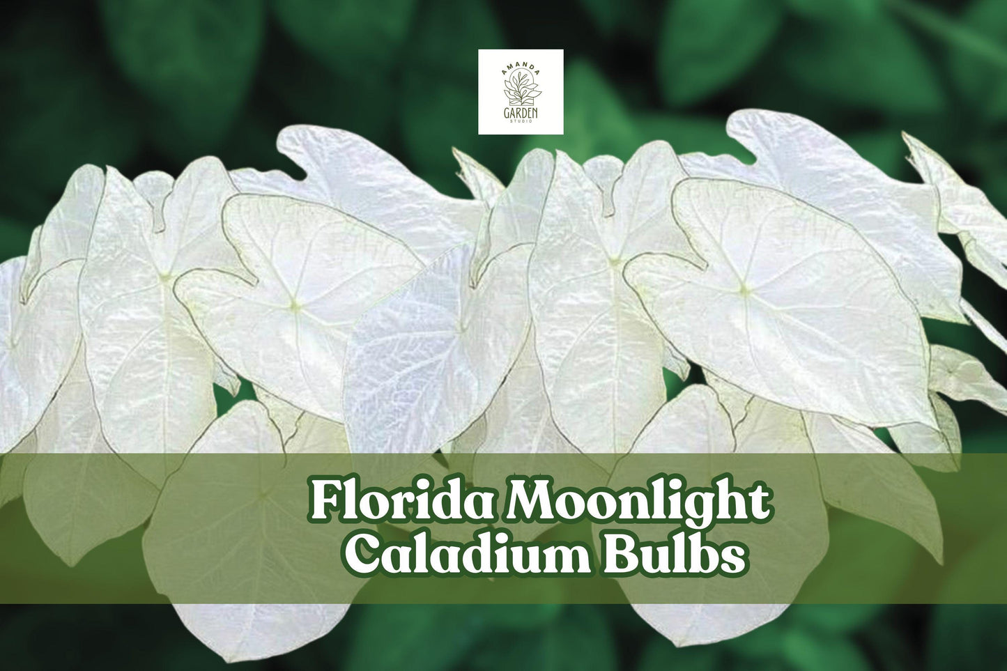 Caladium Bulbs – 2 Florida Moonlight, White & Green Foliage, Caladium bicolor – Easy Care for Shady Gardens & Containers