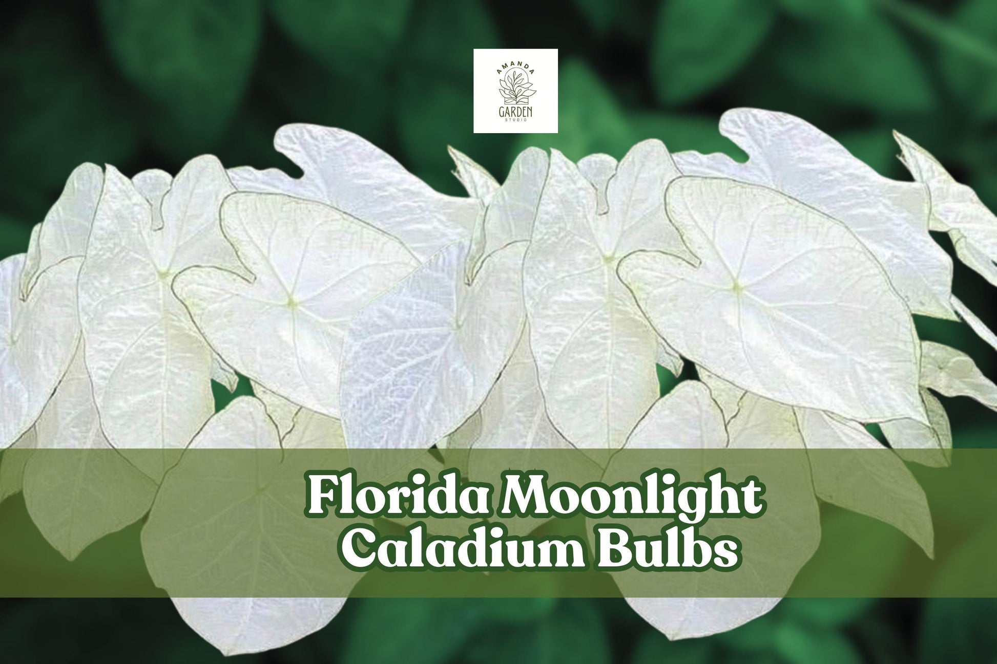 Caladium Bulbs – 2 Florida Moonlight, White & Green Foliage, Caladium bicolor – Easy Care for Shady Gardens & Containers