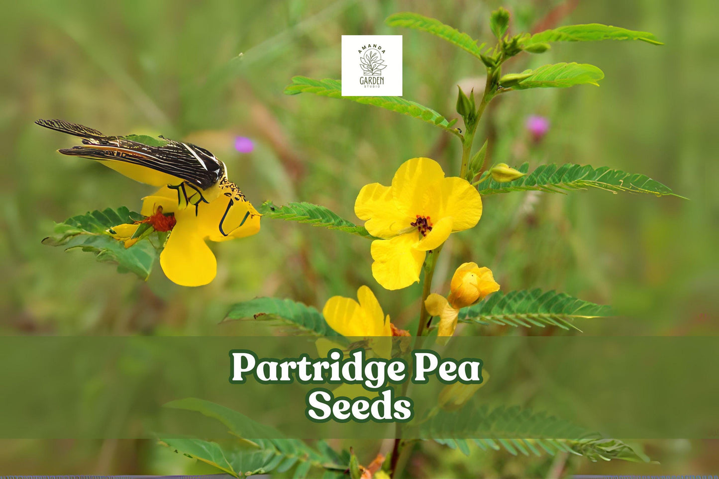 50 Partridge Pea Seeds - Yellow Annual Wildflower - Chamaecrista fasciculata - Native Pollinator Plant for Prairies & Meadows