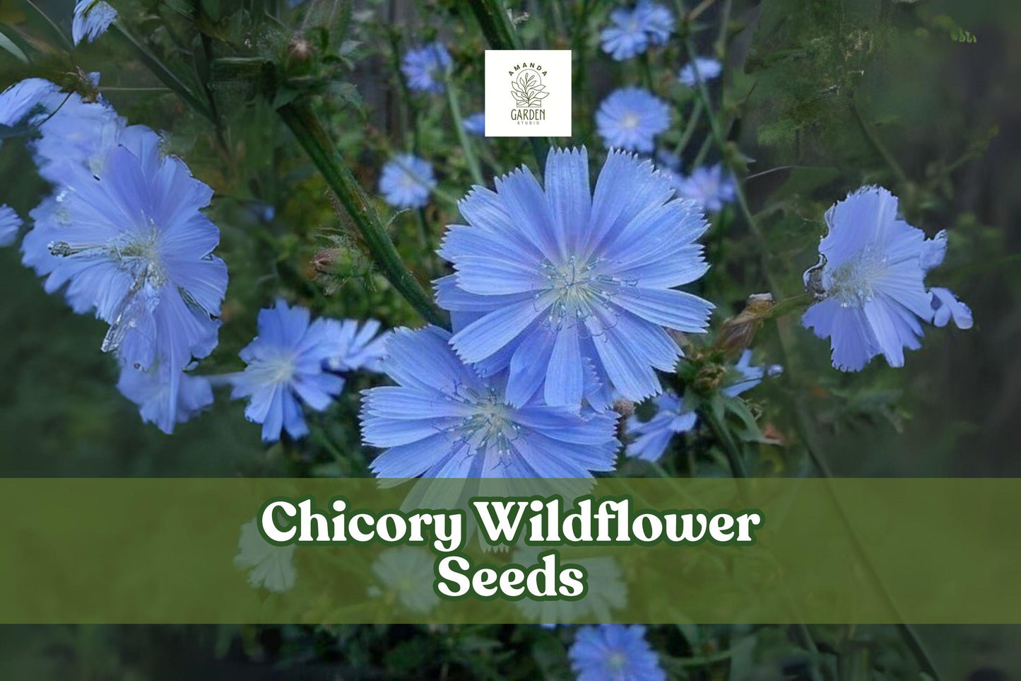 Chicory Wildflower Seeds - 5,000 Blue Perennial Seeds - Cichorium intybus - Drought-Tolerant Pollinator Garden Plants