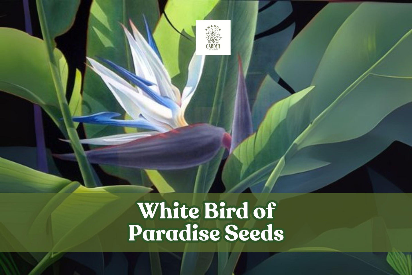 Chicory Seeds - 1,000 Blue Wildflower Seeds - Cichorium intybus - Drought-Tolerant Perennial for Pollinator Gardens