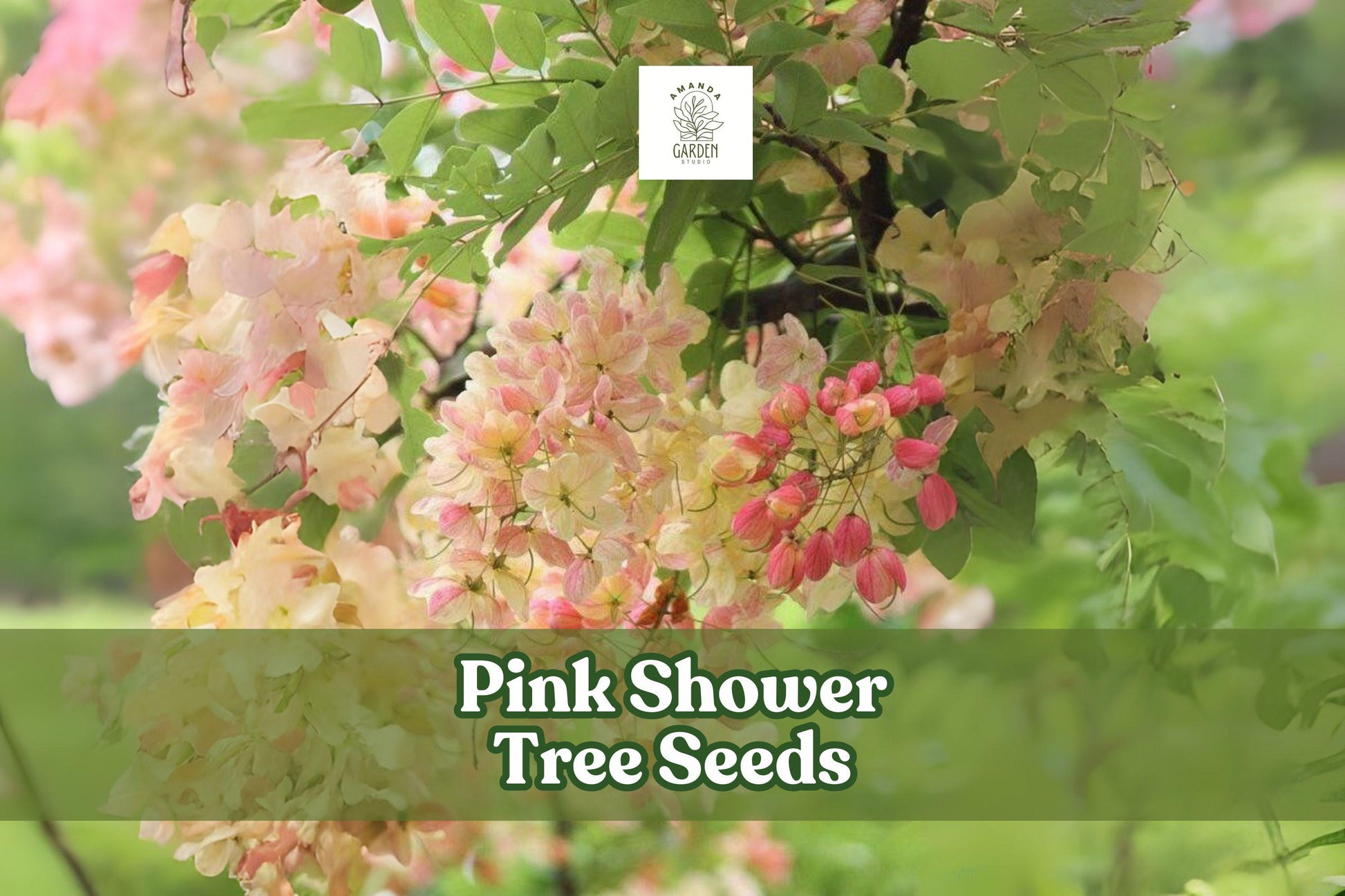 Pink Shower Tree Seeds - 10 Cassia grandis Seeds for Tropical Blooms, Attracts Bees & Butterflies, Pink Flowers for Gardens
