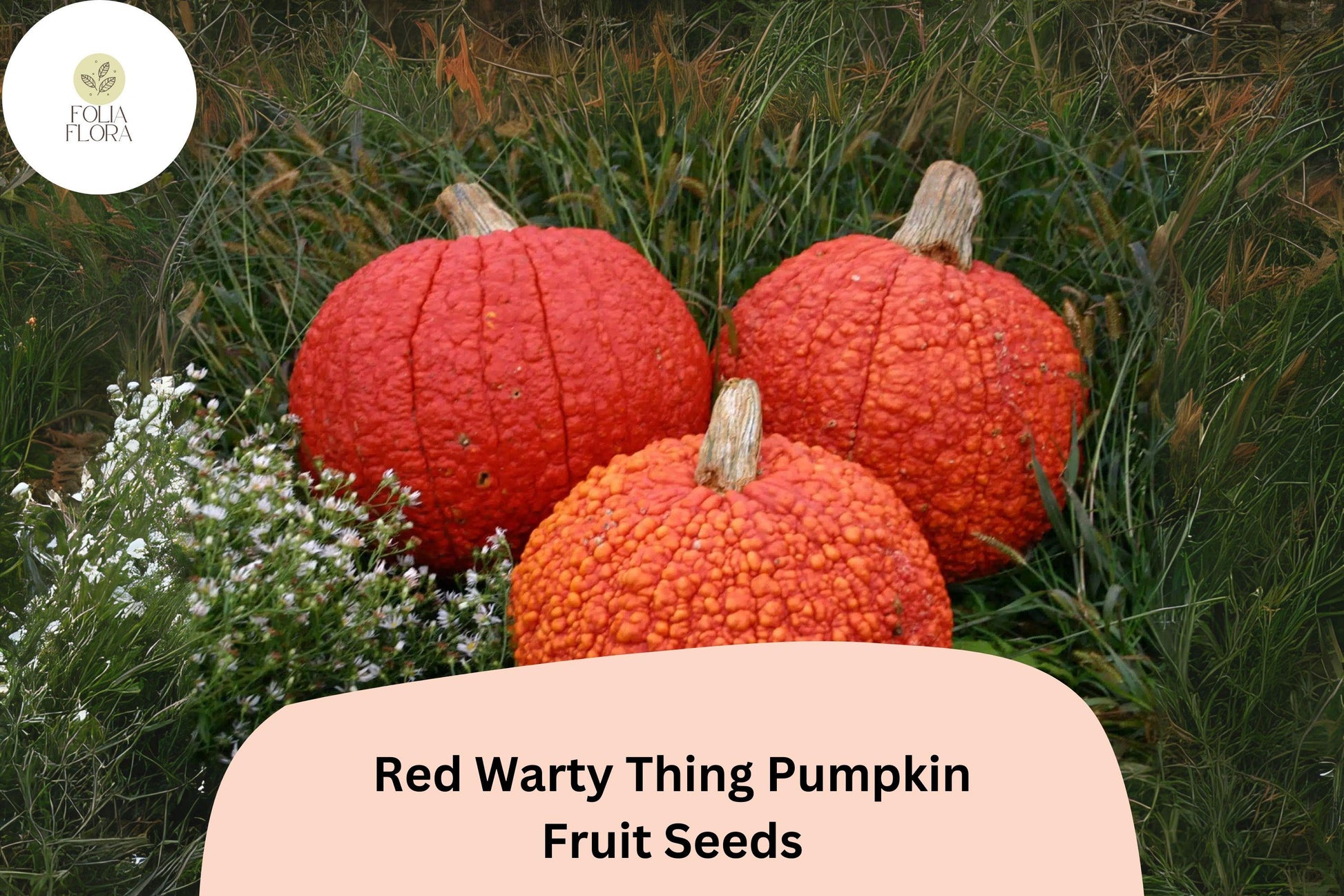 Red Warty Thing Pumpkin Seeds | 25+ Heirloom Bumpy Seeds | Cucurbita maxima | Unique Red-Orange Rind for Cooking & Decoration