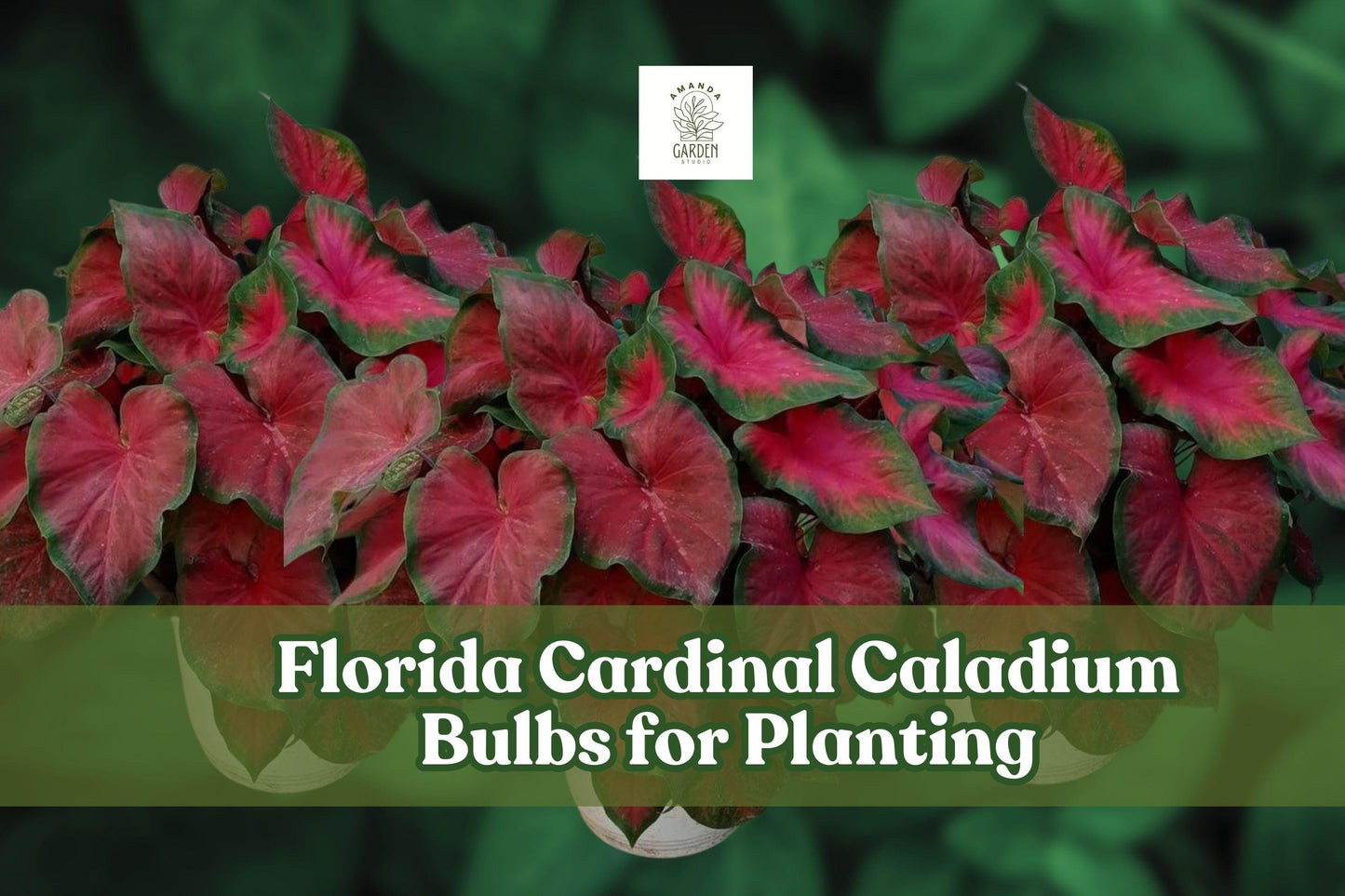 6 Caladium Bulbs for Planting | Florida Cardinal | Red & Green Foliage | Caladium bicolor Cultivar | Shade Garden Tuber Bulbs