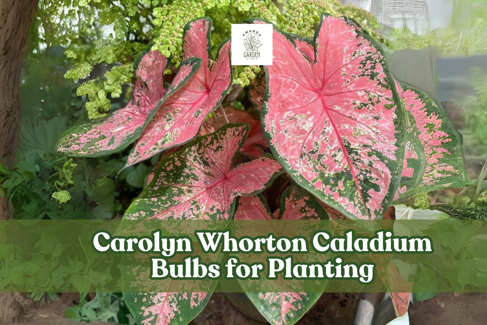 Caladium Bulbs - 2 Pack Carolyn Whorton - Pink & Green Foliage - Caladium bicolor - Ideal for Shady Gardens & Containers