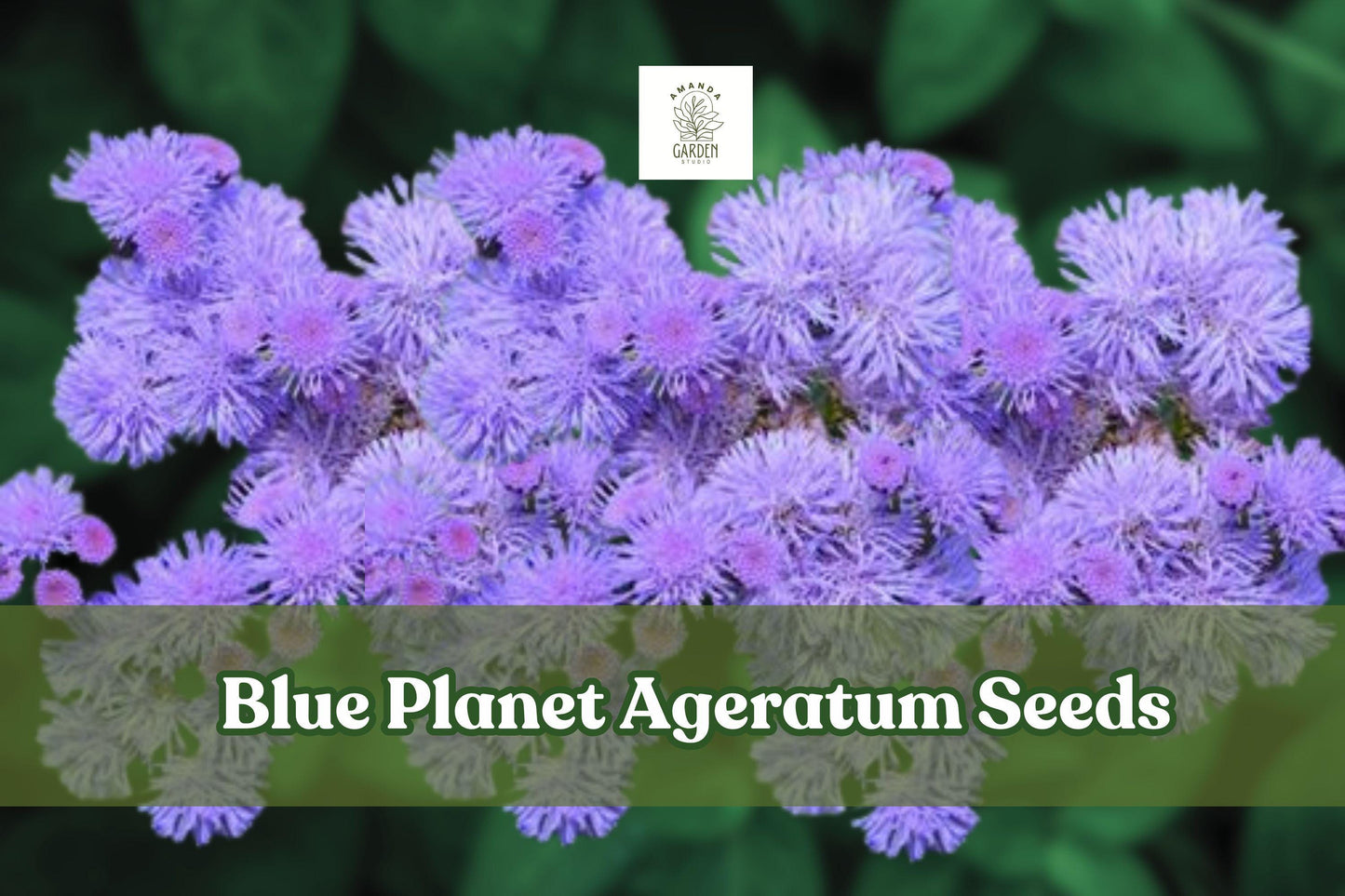 Blue Planet Ageratum Seeds - 500 Pack, Fluffy Blue Garden Flowers, Pollinator Friendly, Ageratum houstonianum