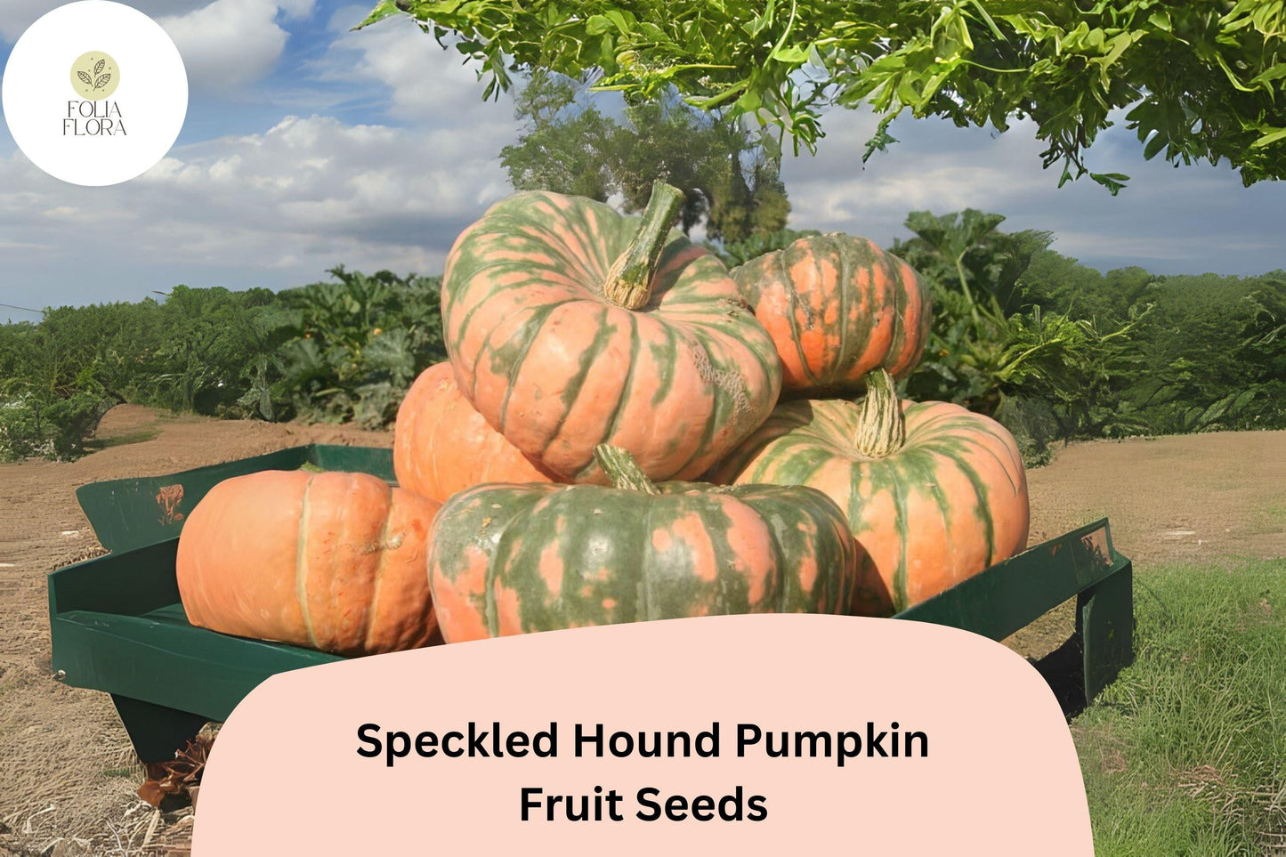 Speckled Hound Pumpkin Seeds | 25+ Rare Heirloom Seeds | Cucurbita maxima | Orange with Green Mottling for Cooking & Decoration
