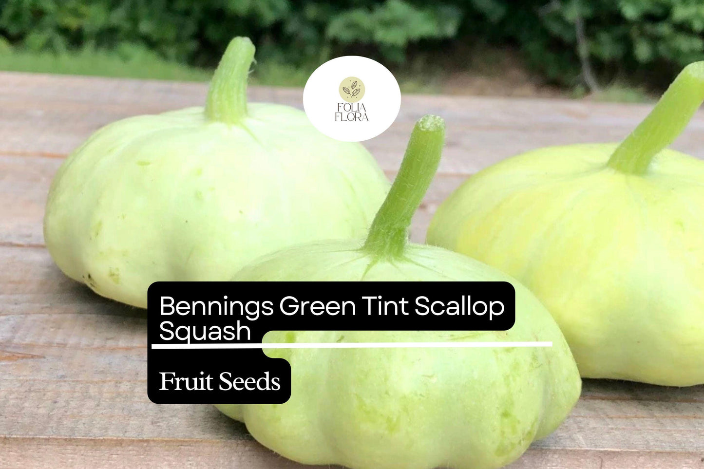 Heirloom Squash Seeds - Benning’s Green Tint Scallop - 25+ Seeds - Cucurbita pepo - Light Green Patty Pan for Summer Garden