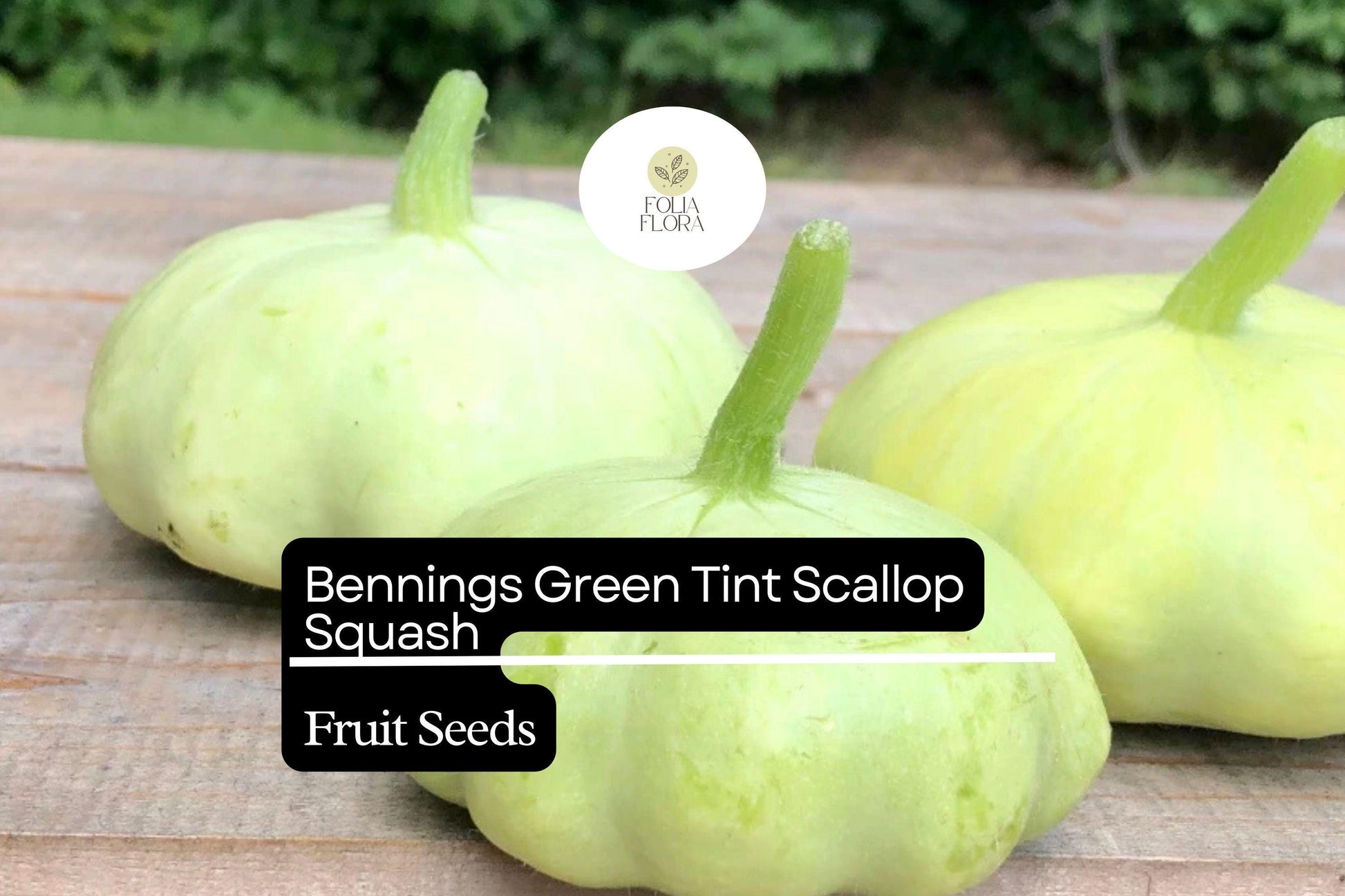 Heirloom Squash Seeds - Benning’s Green Tint Scallop - 25+ Seeds - Cucurbita pepo - Light Green Patty Pan for Summer Garden