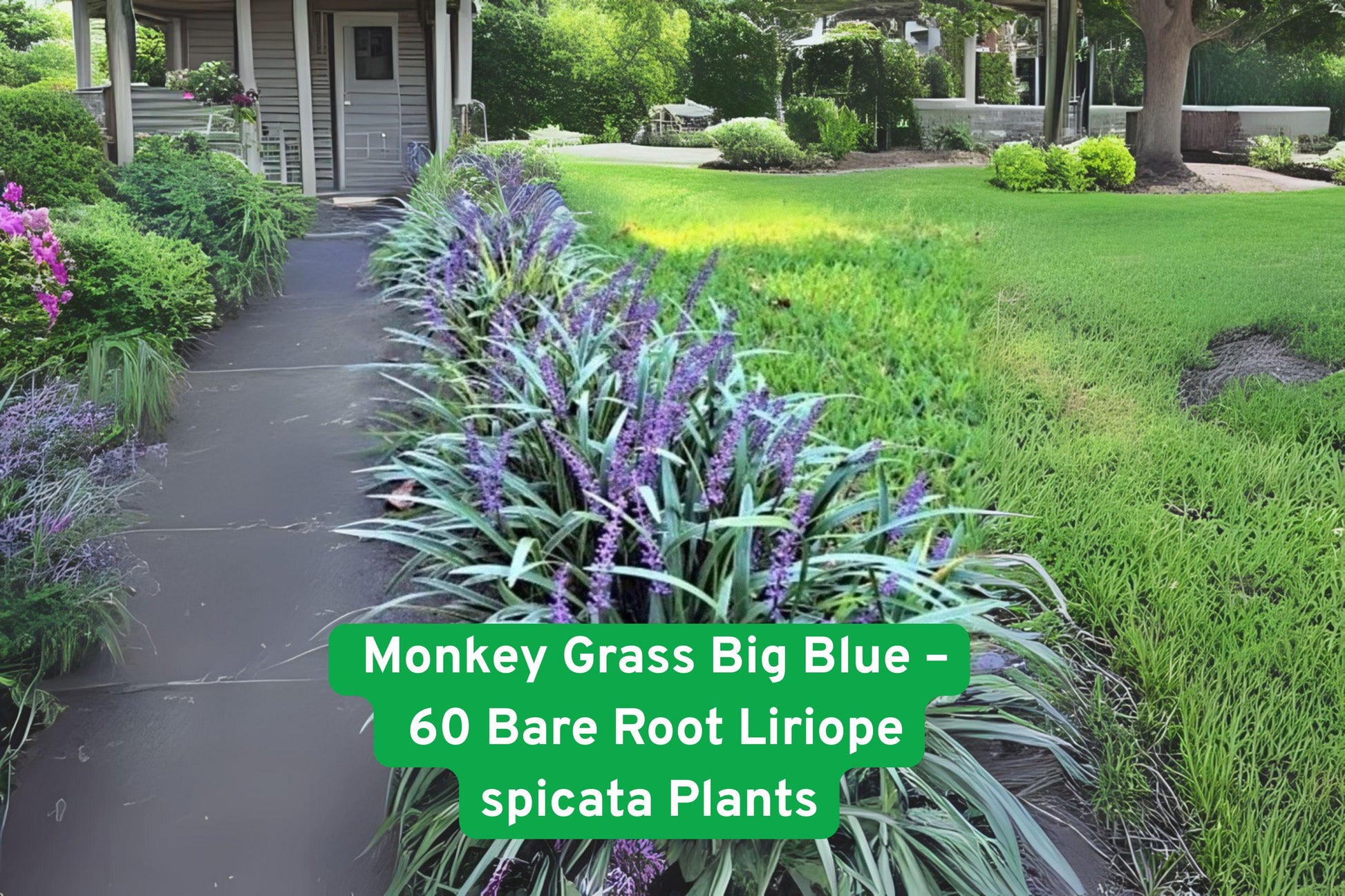 60 Bare Root Monkey Grass Plants - Clumping Liriope Spicata Ground Cover - Hardy Perennial for Easy Landscaping