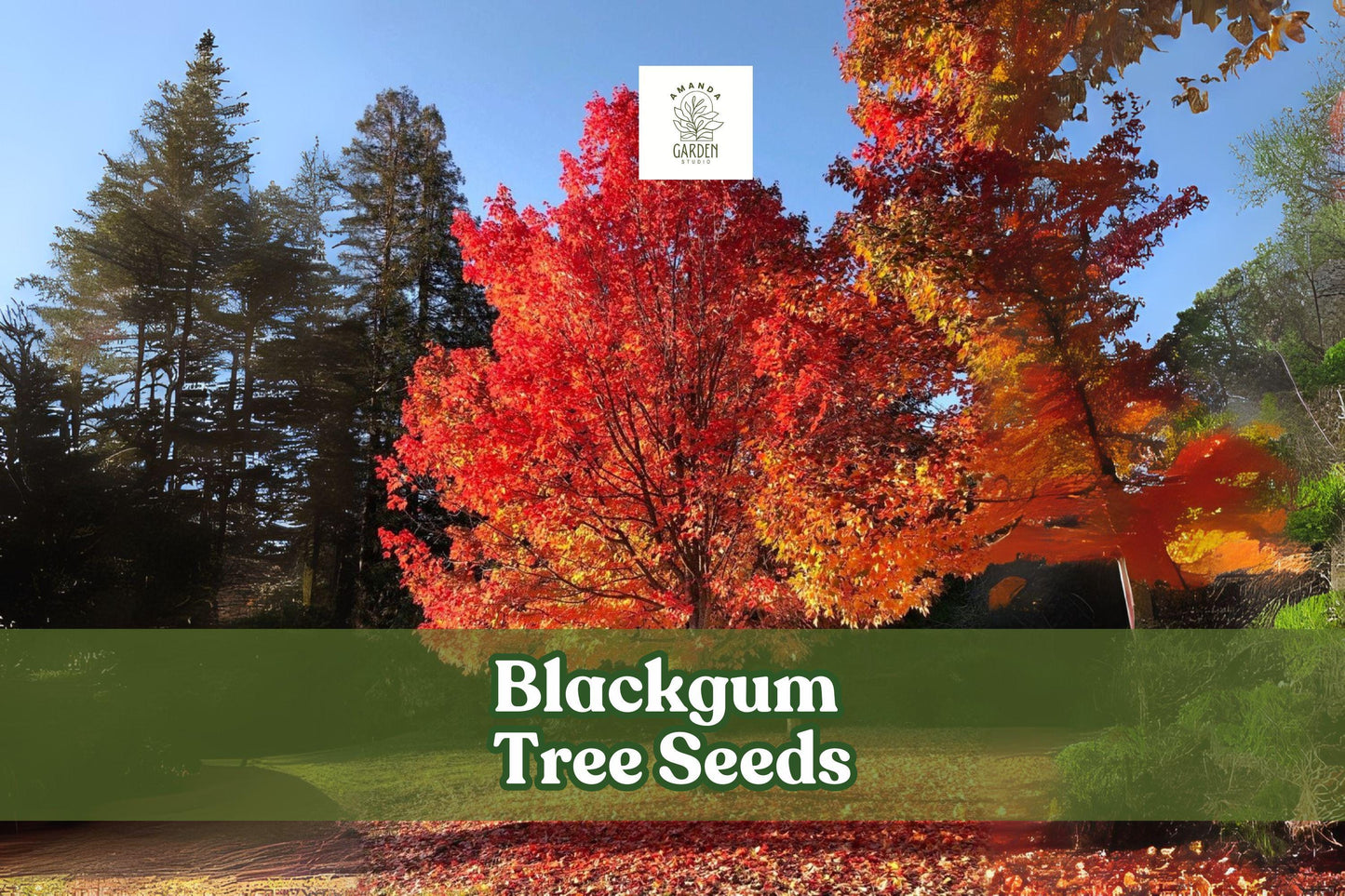 Blackgum Tree Seeds - 30 Count - Nyssa sylvatica - Red Fall Foliage - Hardy Native Shade Tree for Birds & Pollinators