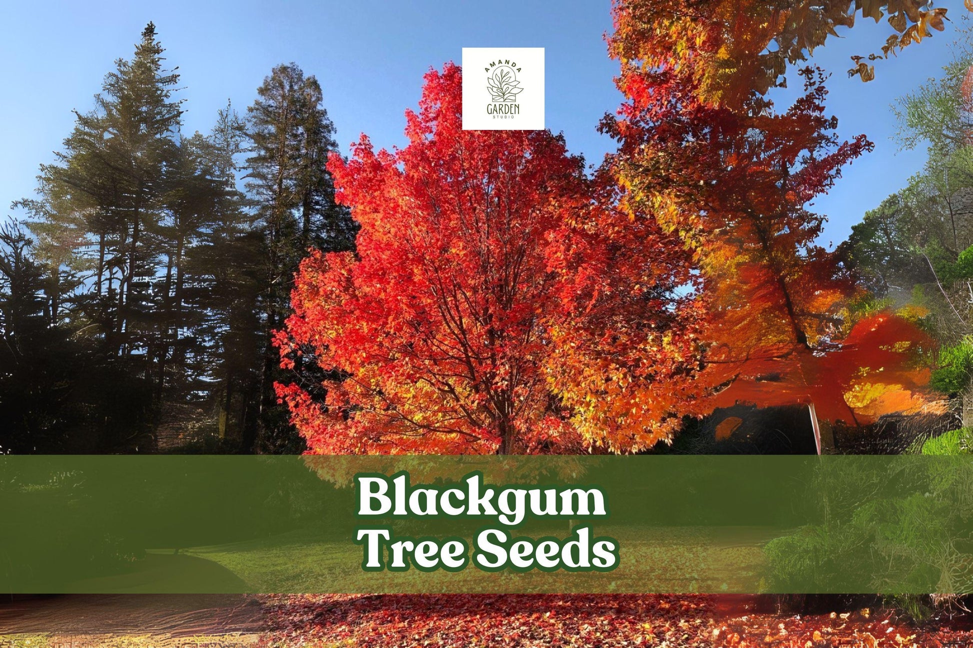 Blackgum Tree Seeds - 30 Count - Nyssa sylvatica - Red Fall Foliage - Hardy Native Shade Tree for Birds & Pollinators