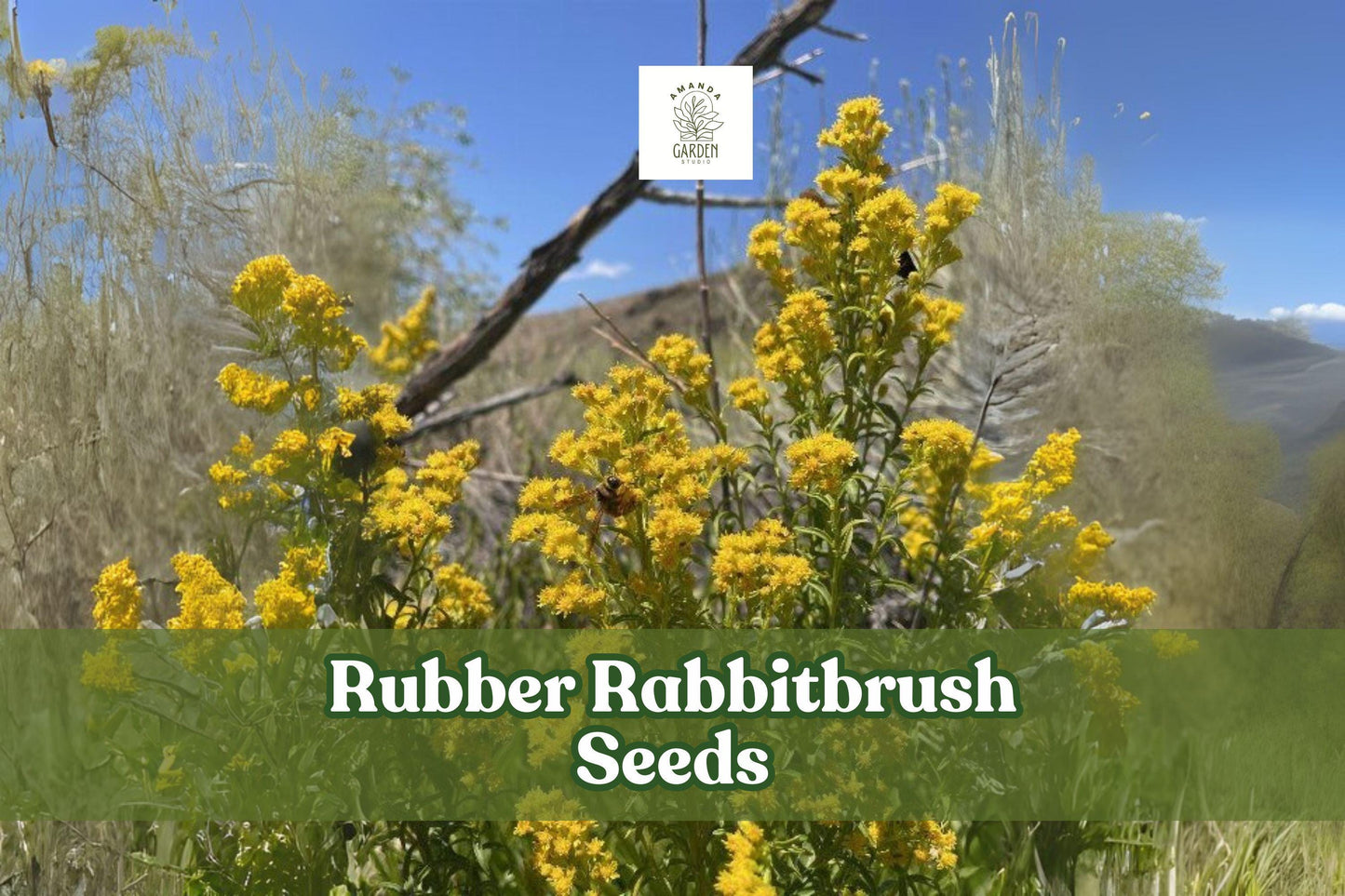 Rubber Rabbitbrush Seeds - 100 Pack - Drought-Tolerant Perennial Wildflower - Ericameria nauseosa - Yellow Blooms for Gardens
