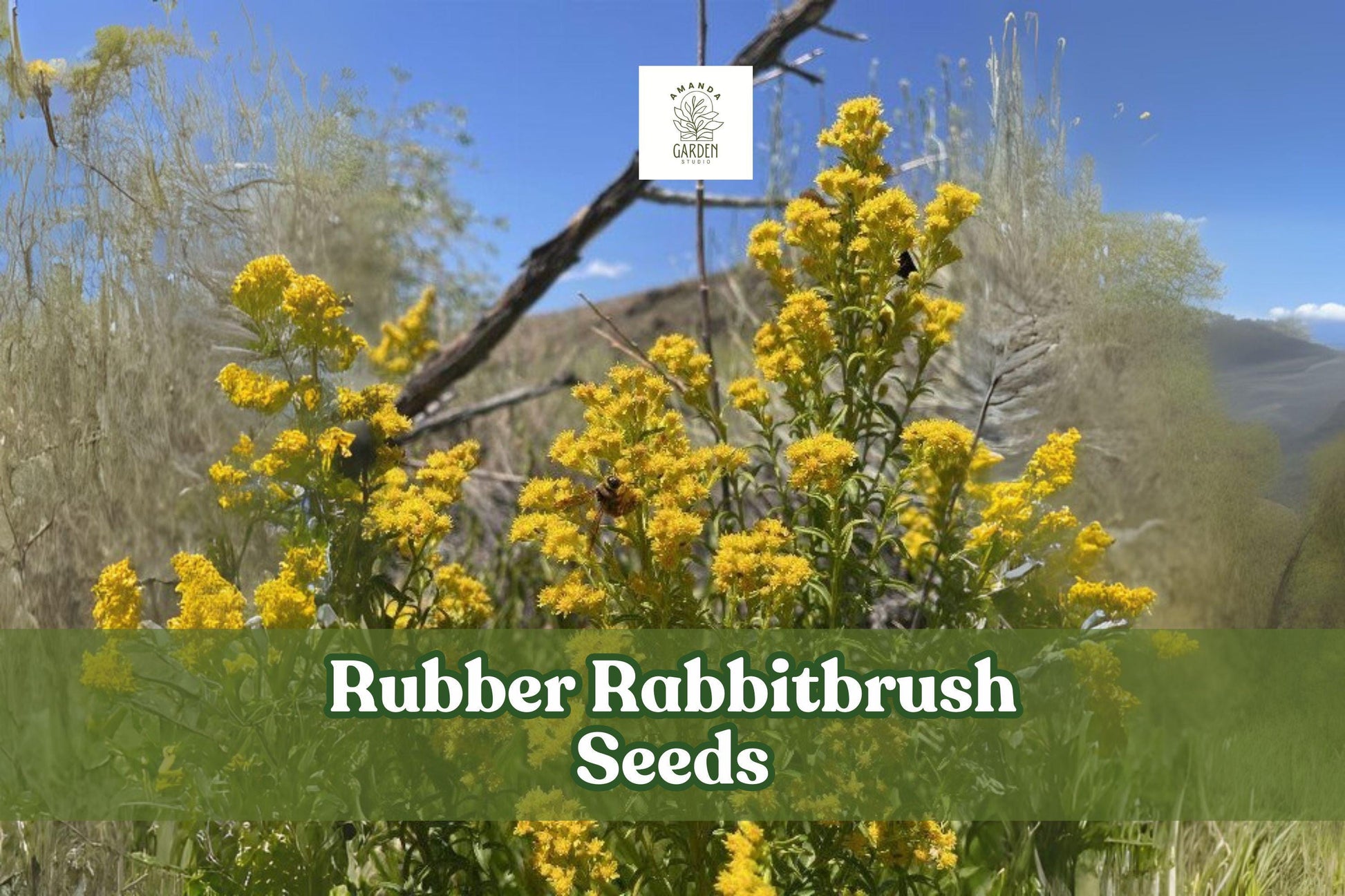 Rubber Rabbitbrush Seeds - 100 Pack - Drought-Tolerant Perennial Wildflower - Ericameria nauseosa - Yellow Blooms for Gardens