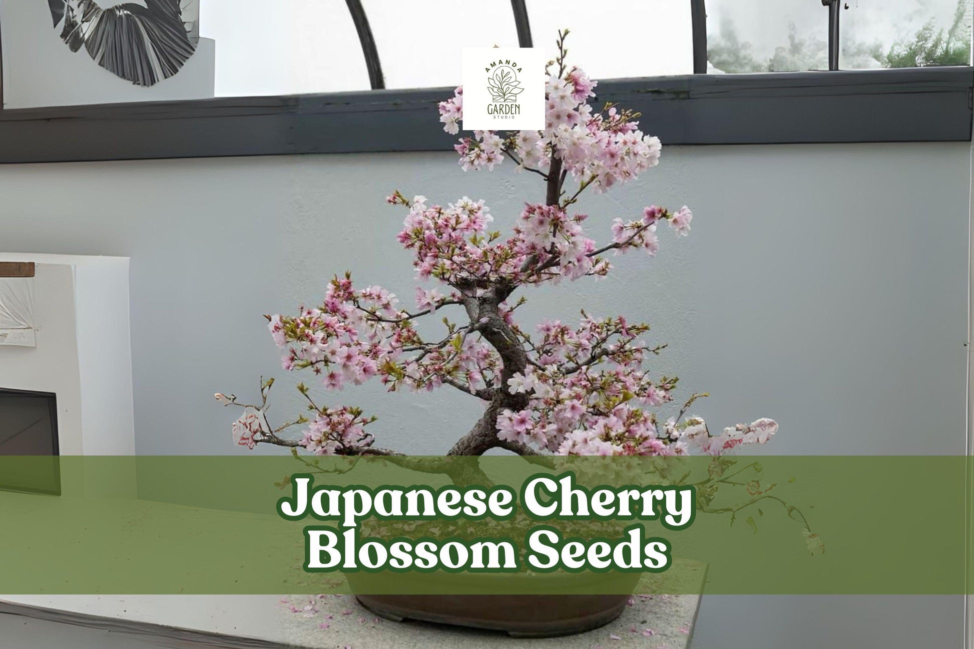 Japanese Cherry Blossom Seeds - 20 Count - Prunus serrulata - Pink Flowering Bonsai or Ornamental Tree - Spring Blooms
