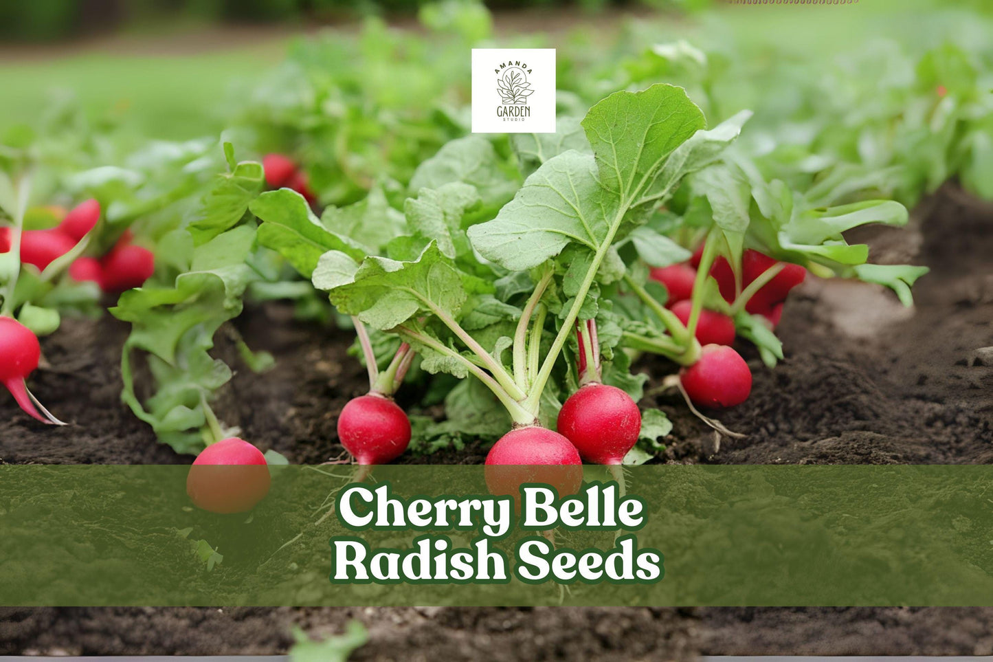Cherry Belle Radish Seeds – 250 Count – Fast Growing Crisp Red Vegetable – Raphanus sativus – Ideal for Salads and Snacking