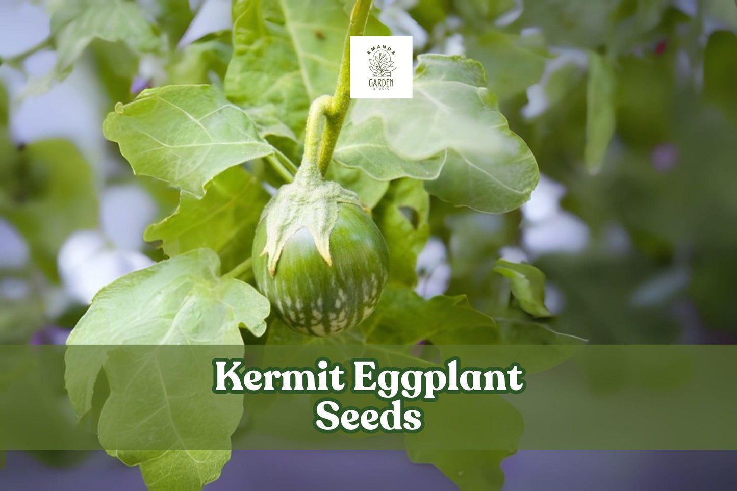 Kermit Eggplant Seeds 20+ Pack - Thai Round Variety - Solanum melongena - Compact Plants for Container Gardening