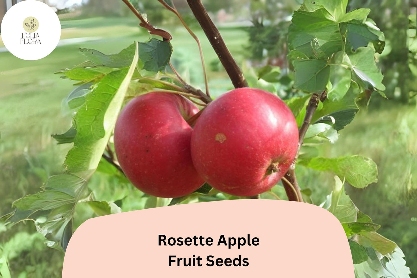 Rosette Apple Seeds (25+) | Red-Fleshed Malus domestica | Rare Ornamental Apple Variety for Gardens & Orchards